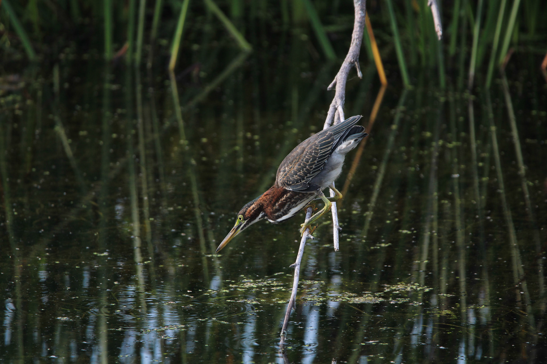 Green Heron