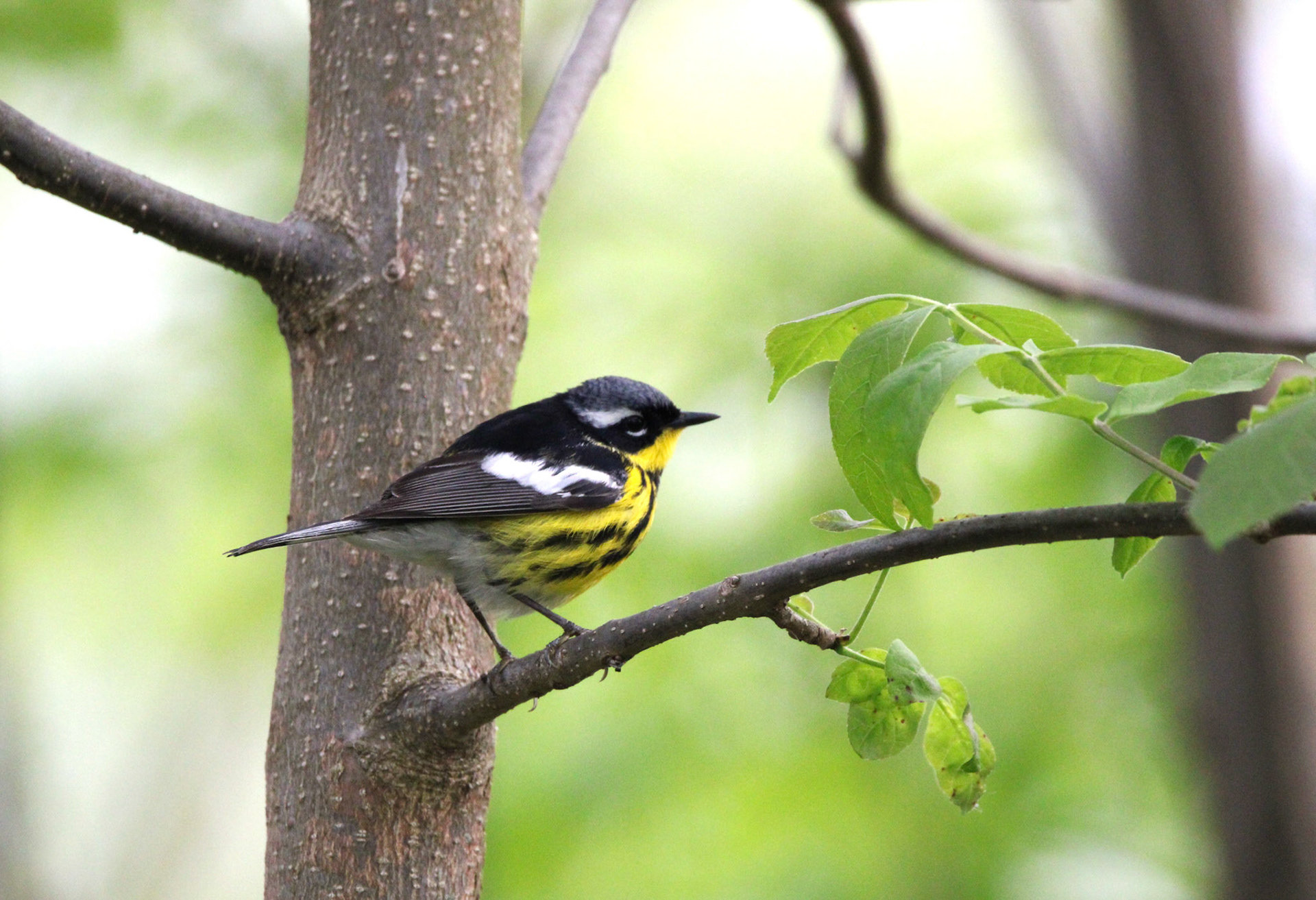 Magnolia Warbler