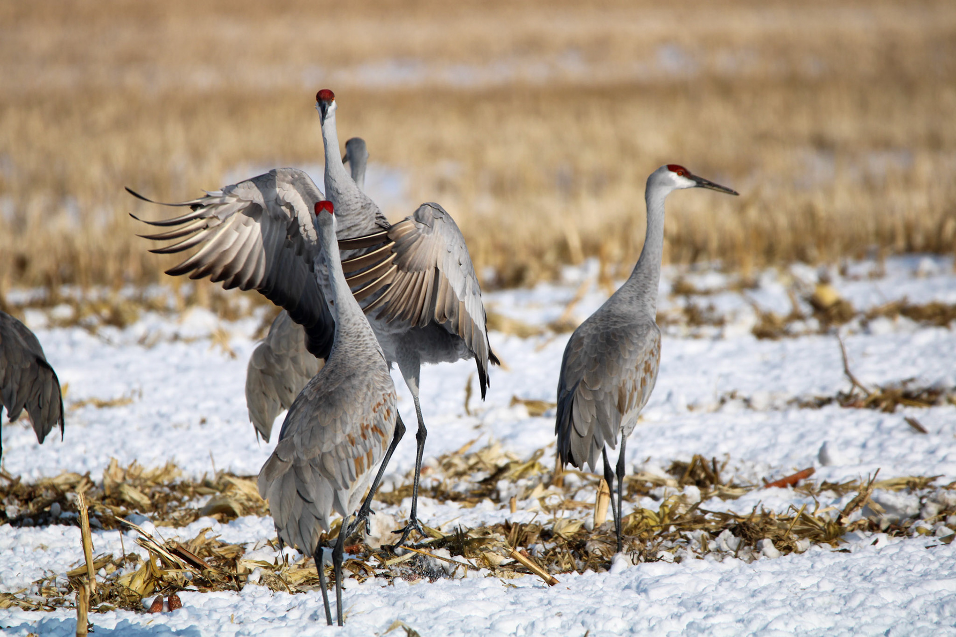 Sandhill Cranes