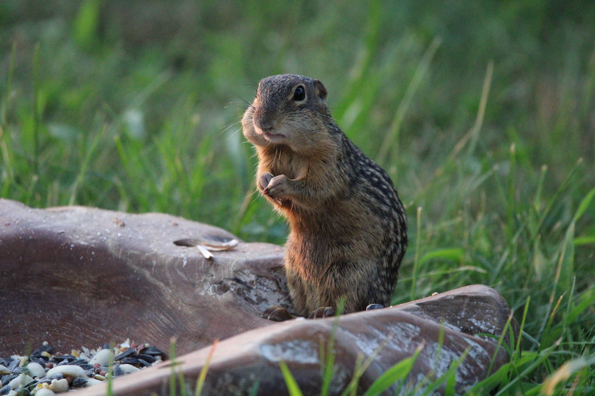 13-lined Ground Squirrel
