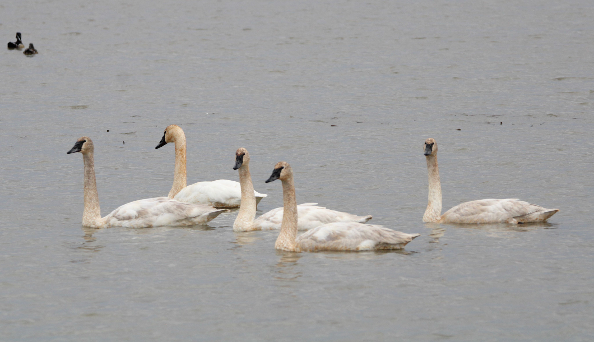 Trumpeter Swans