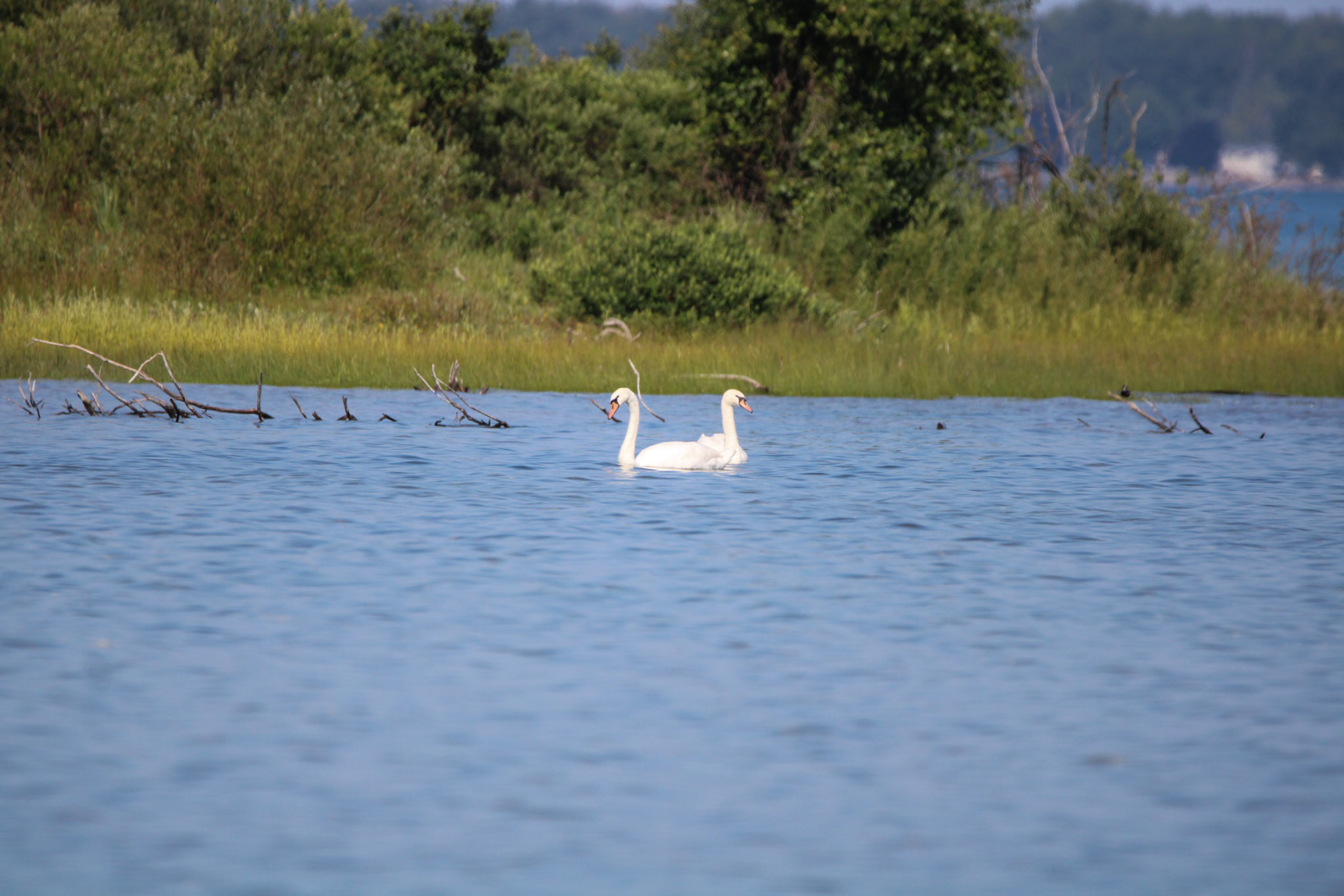 Mute Swan