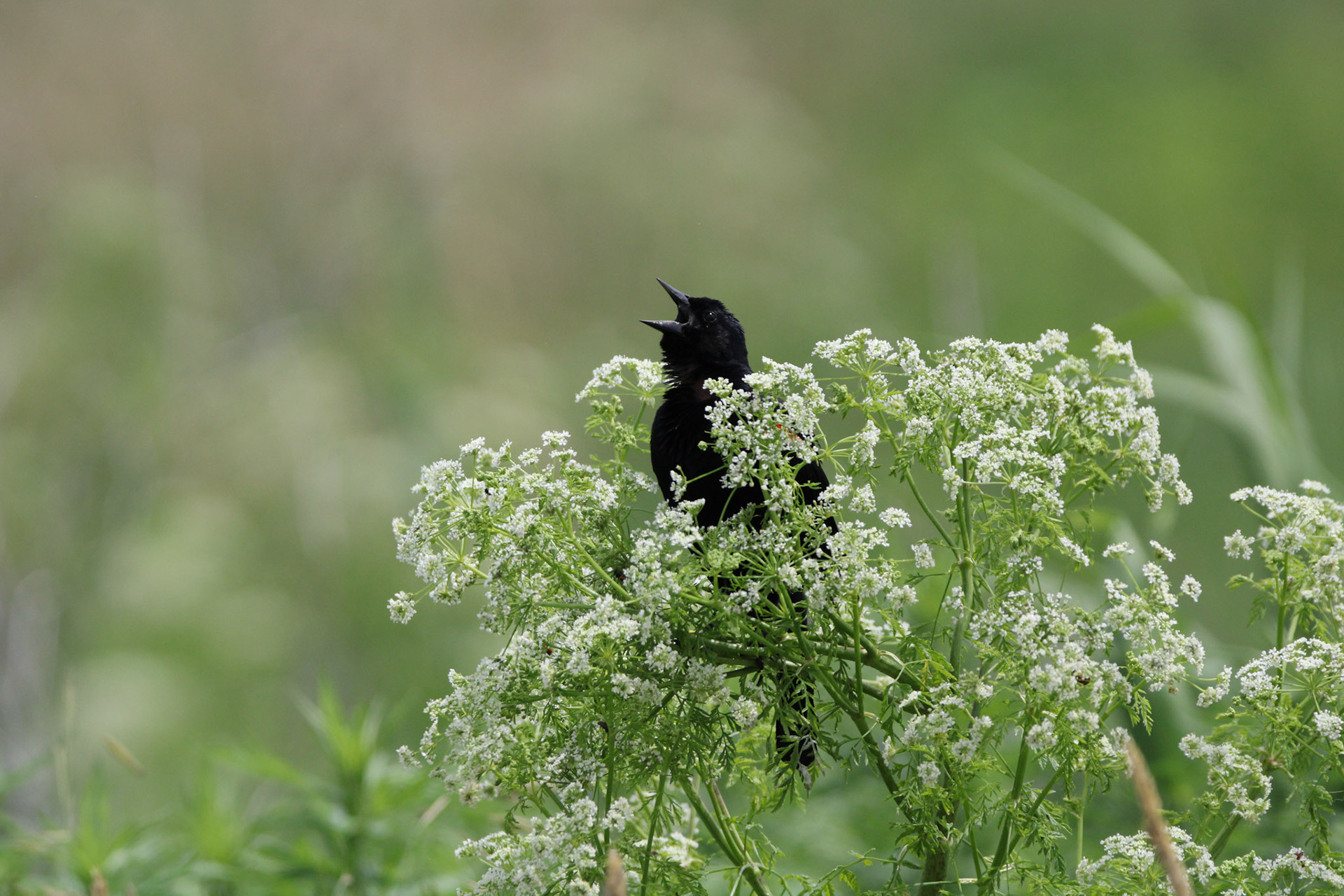 Red-winged Blackbird