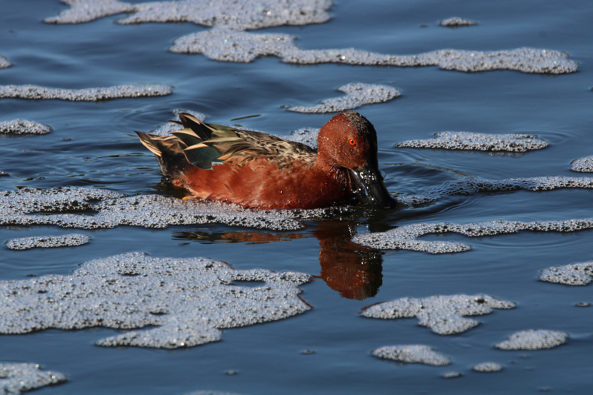 Cinnamon Teal