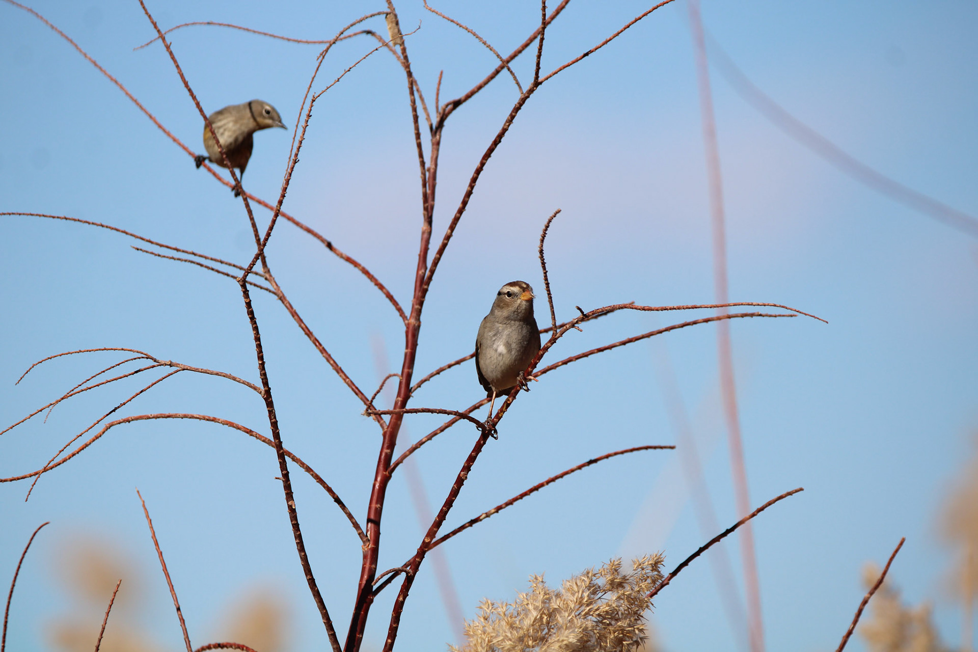 White-crowned Sparrow