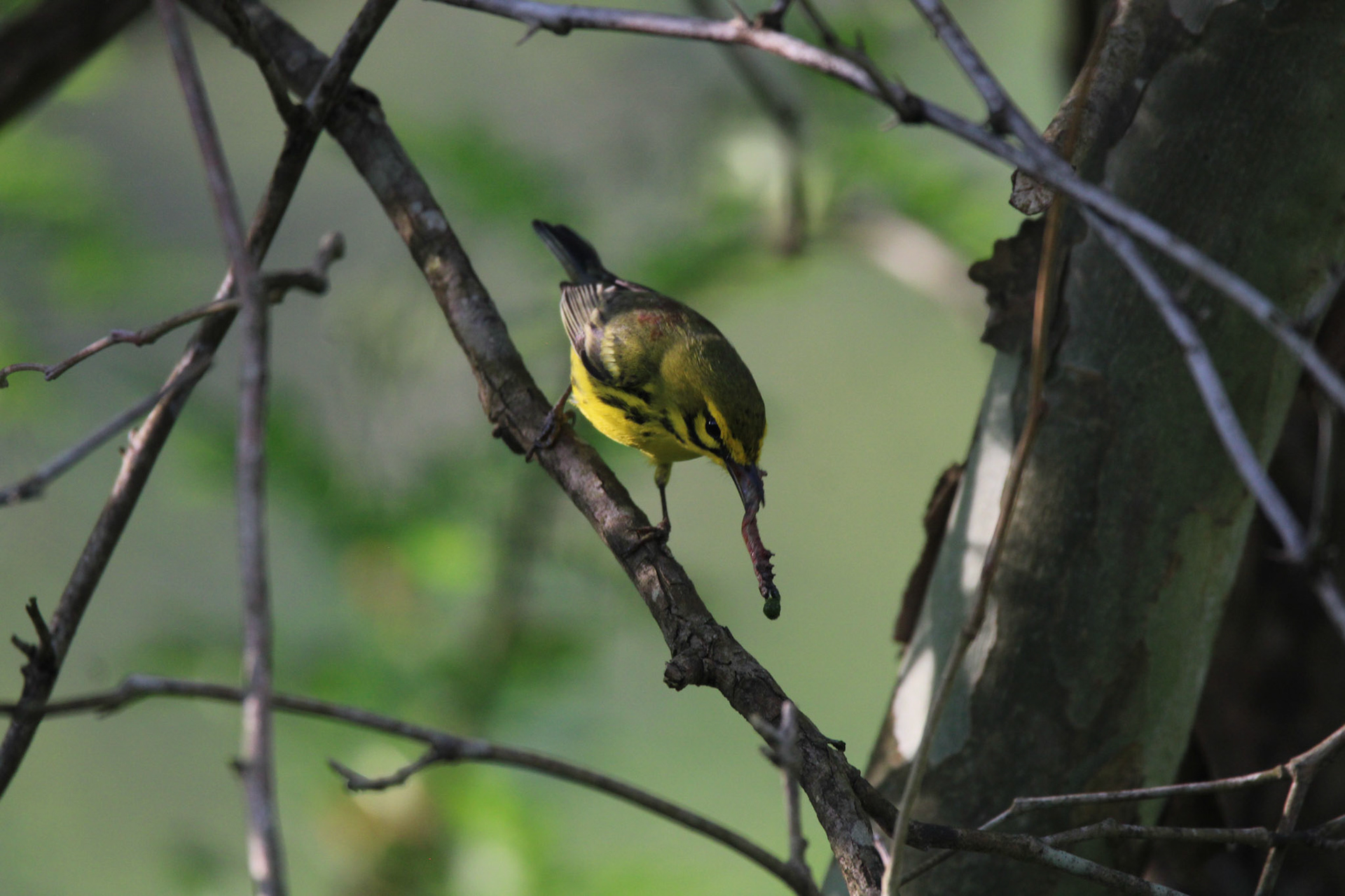 Prairie Warbler
