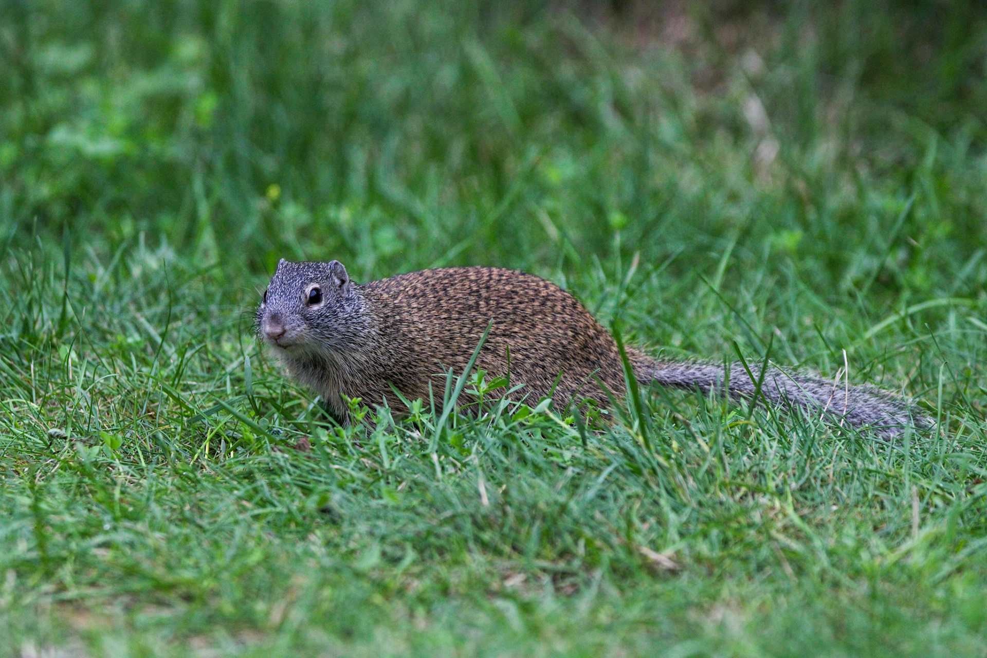 Franklin's Ground Squirrel - Shipwreck Creek Campground