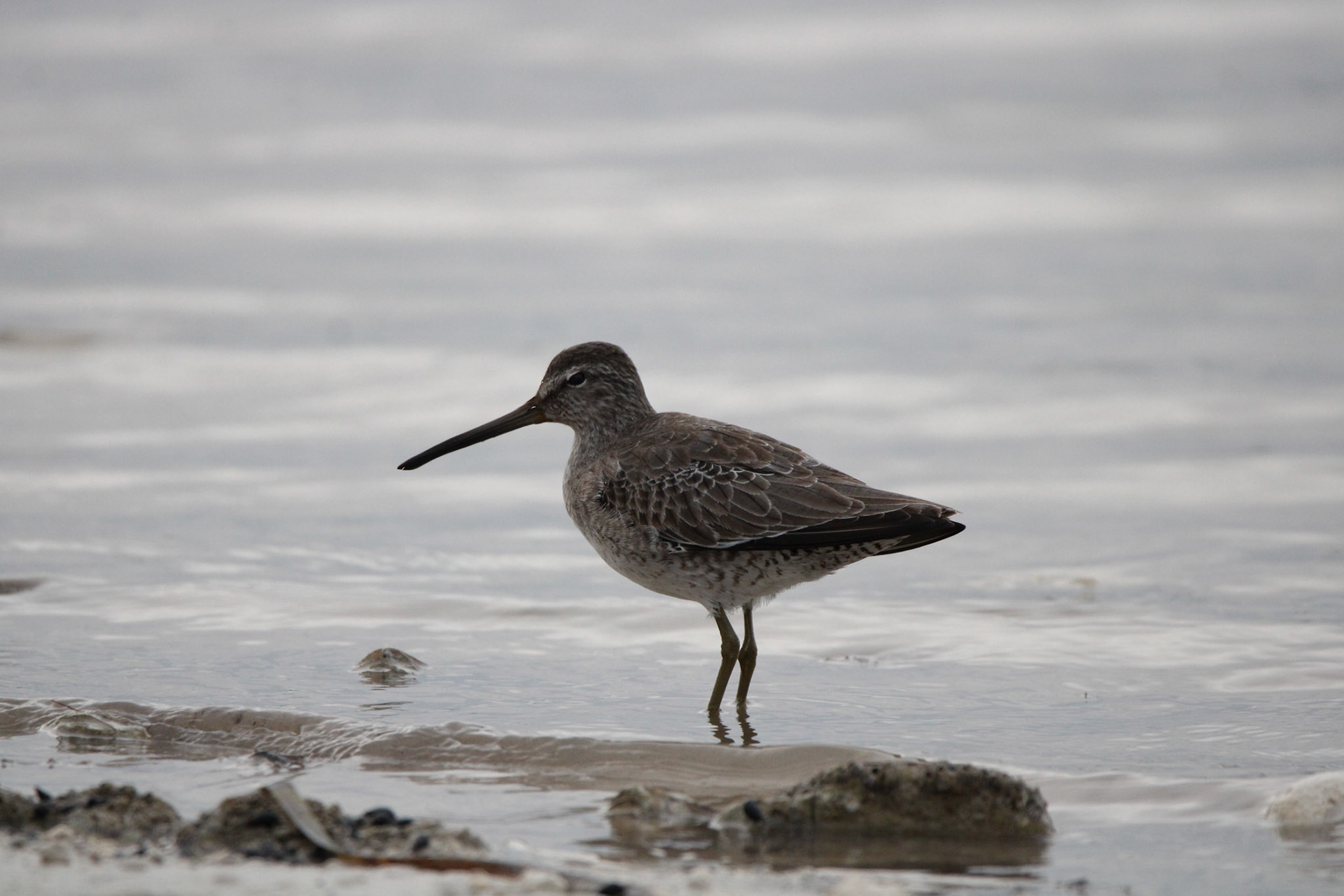Short-billed Dowitcher