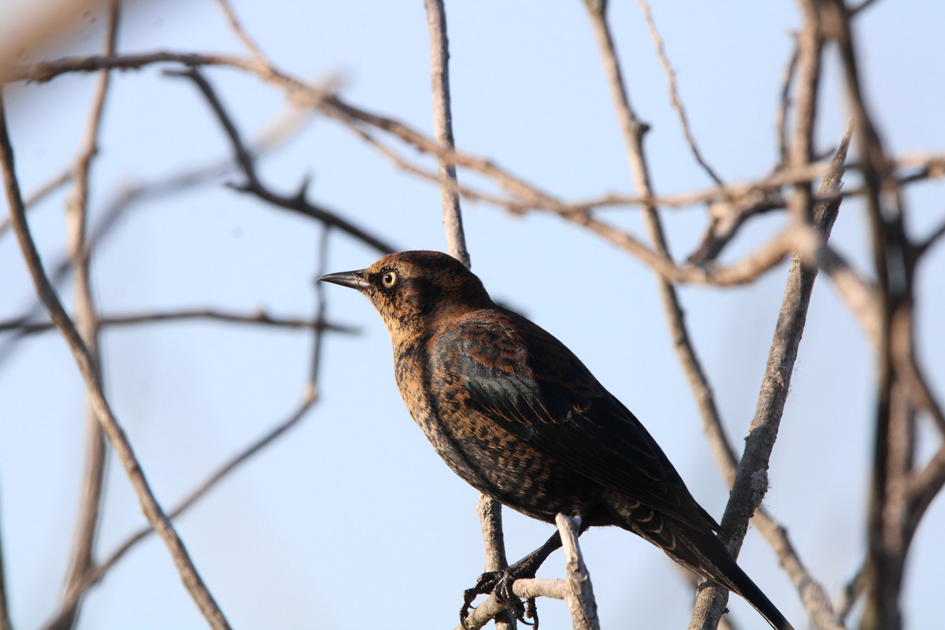 Rusty Blackbird