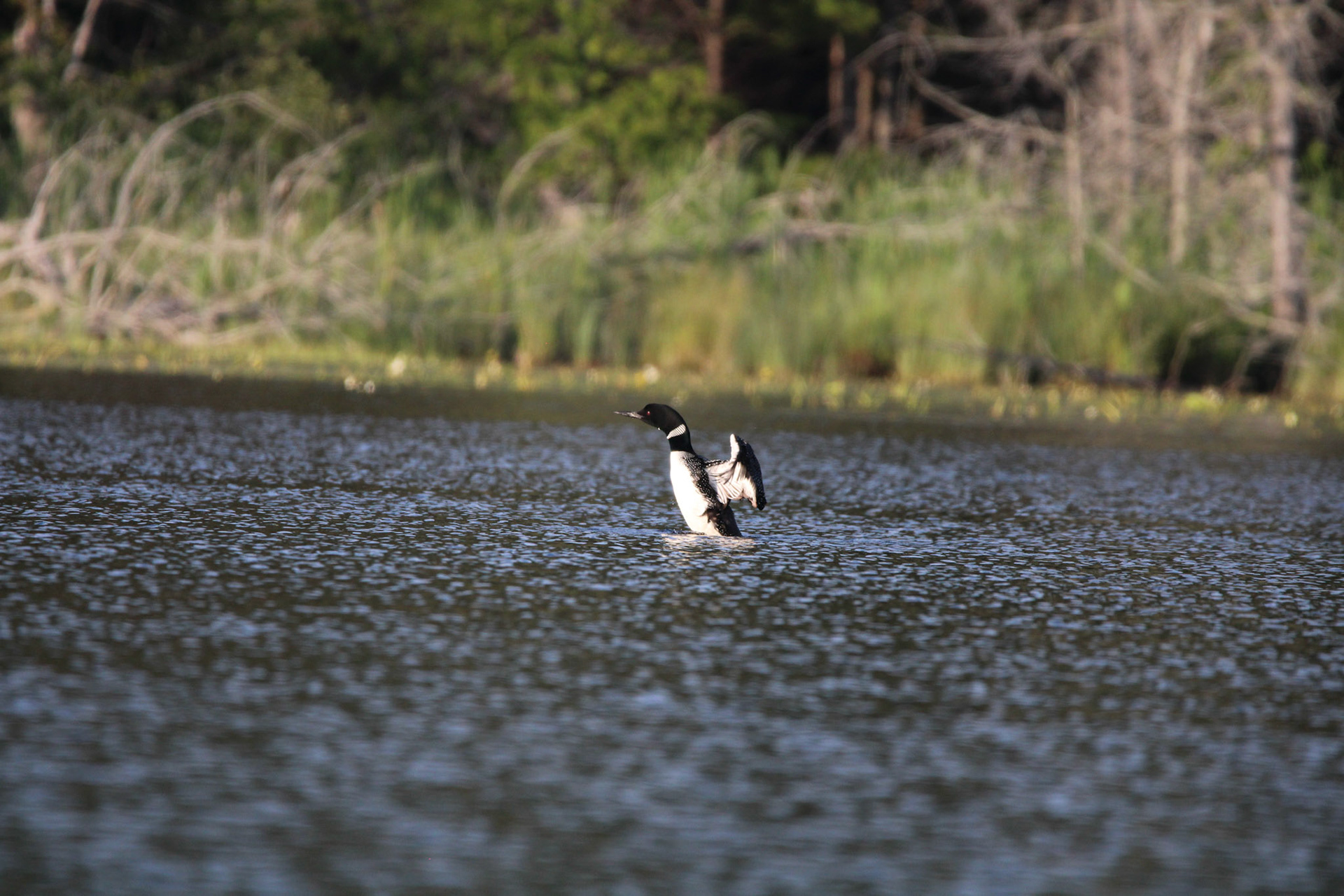 Common Loon