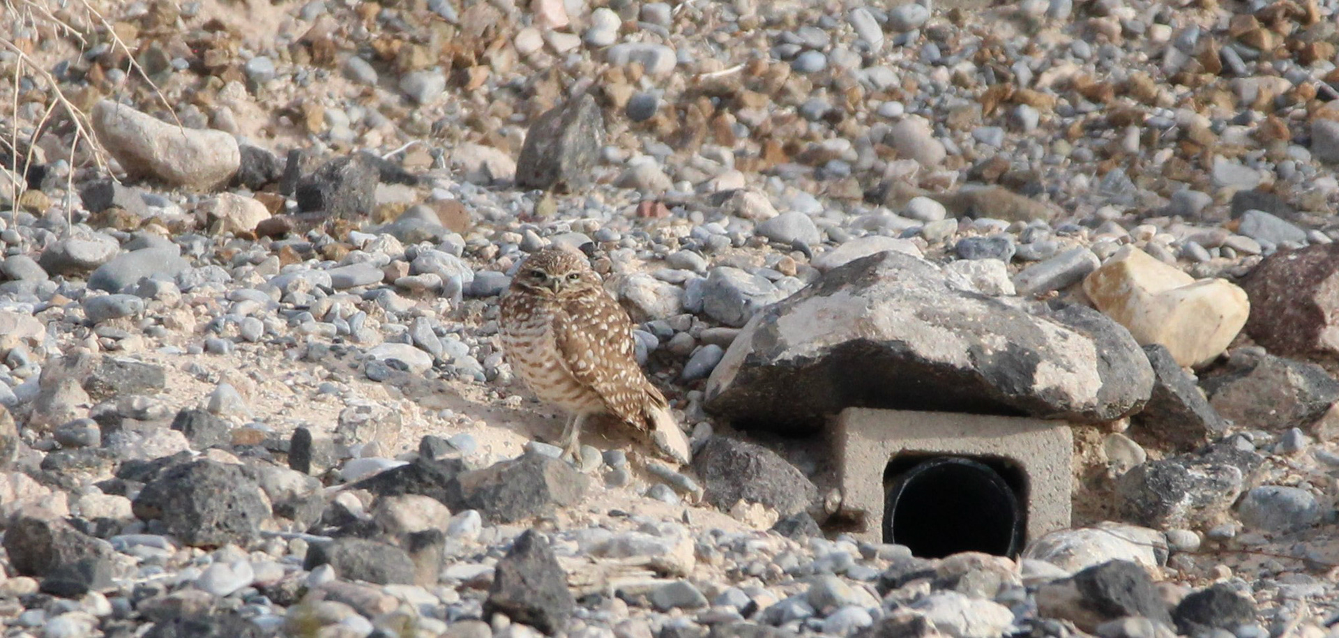 Burrowing Owl