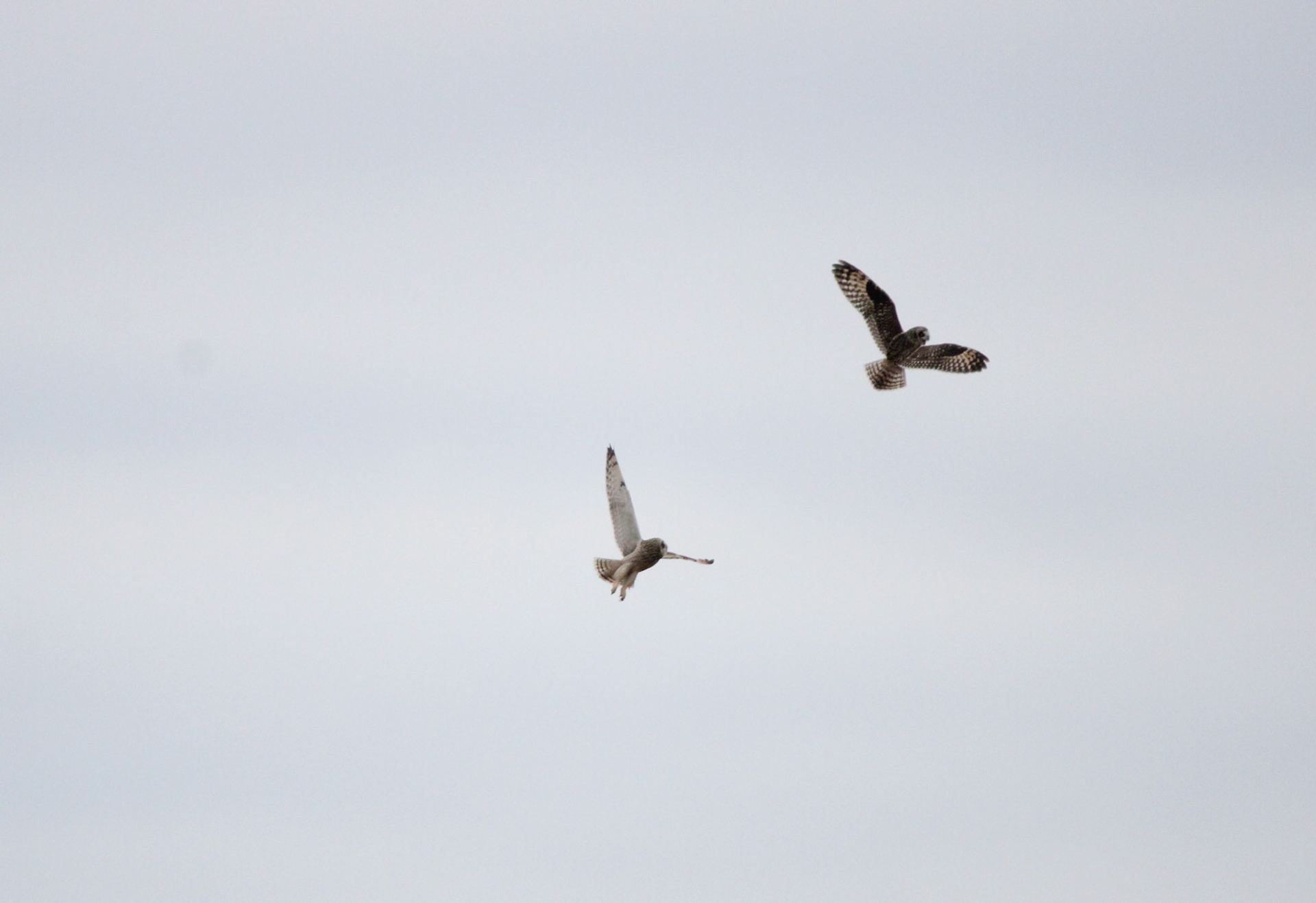 Short-eared Owls