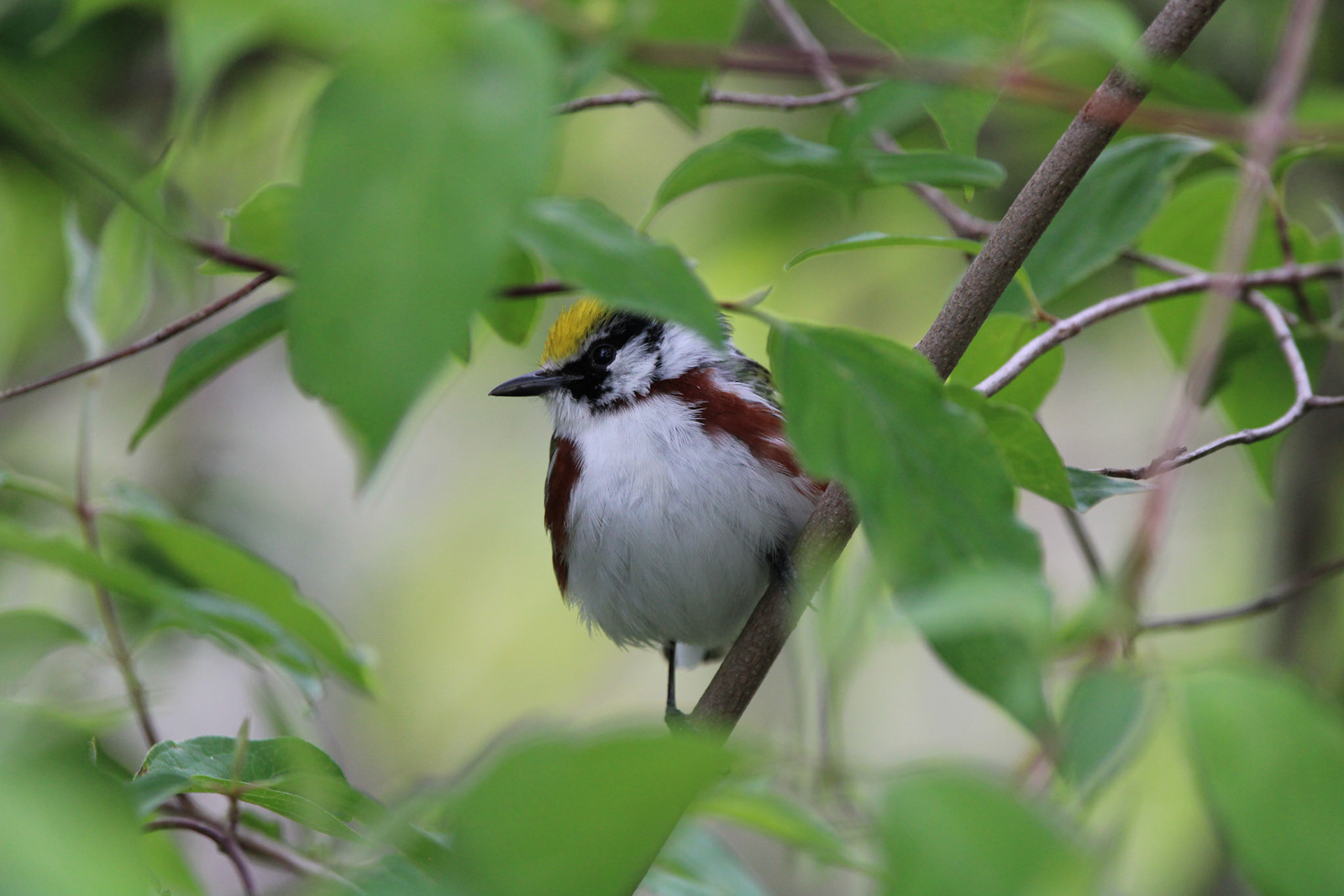 Chestnut-sided Warbler