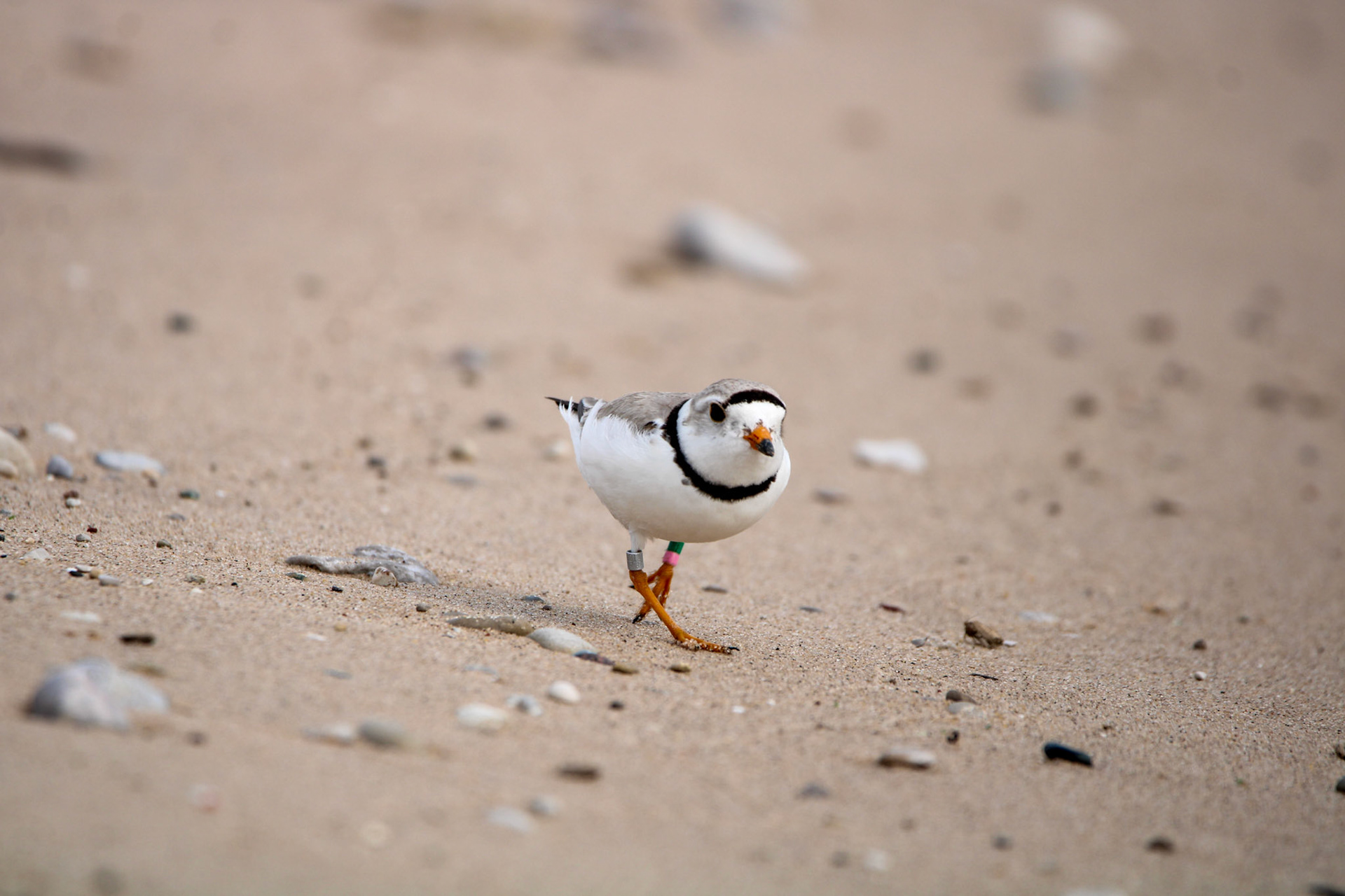 Piping Plover