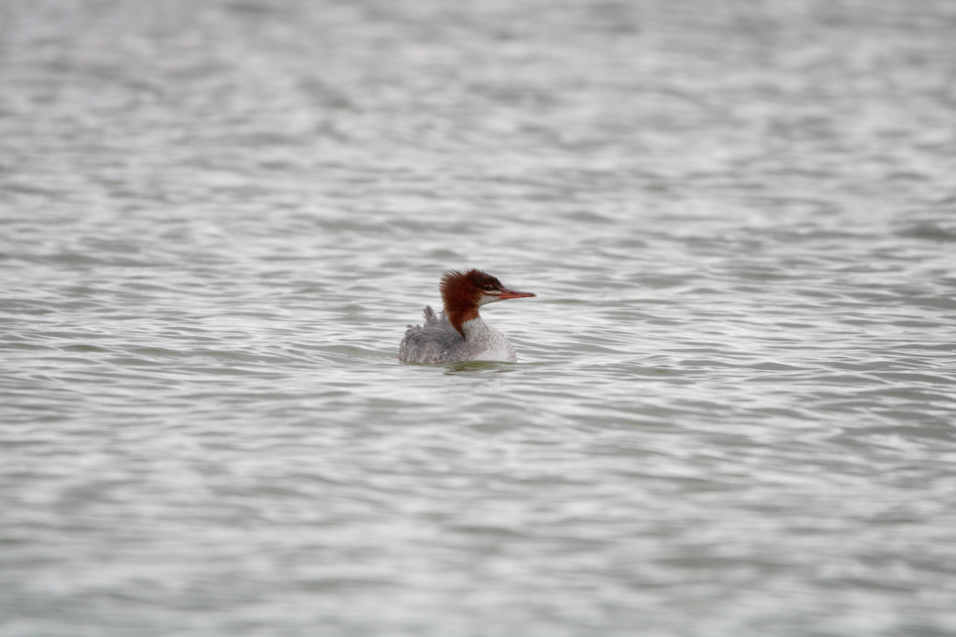 Common Merganser