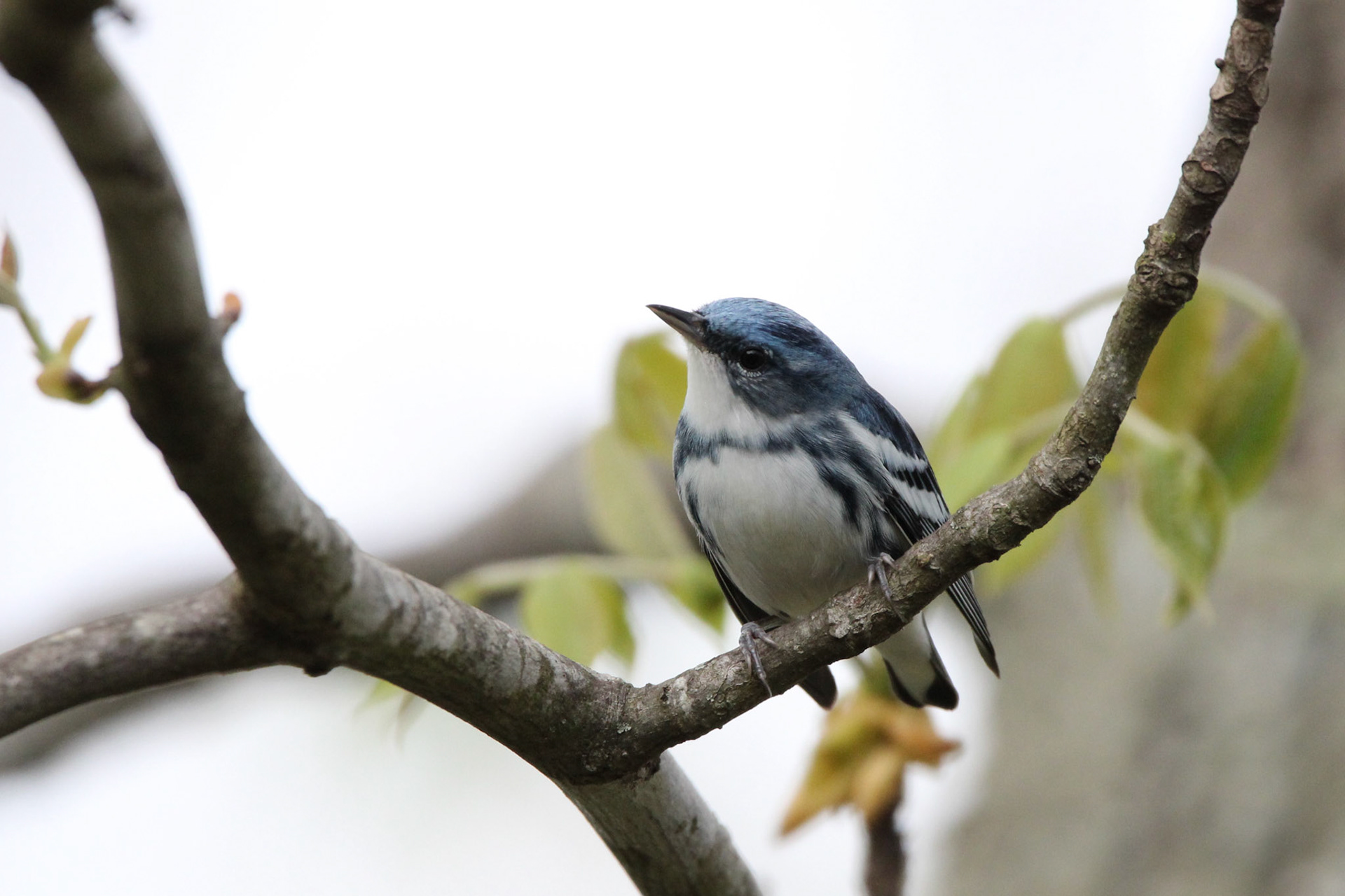 Cerulean Warbler