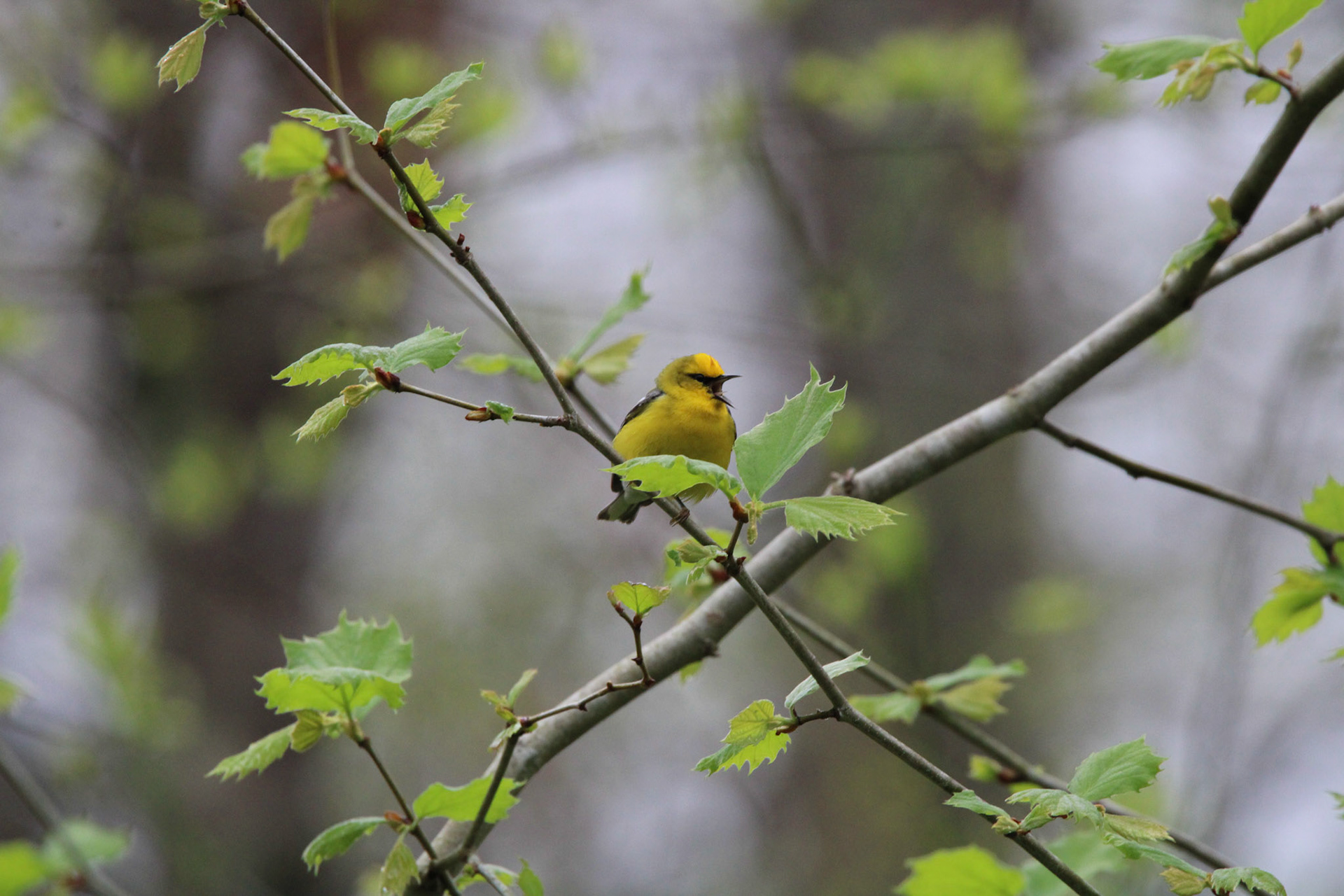 Blue-winged Warbler