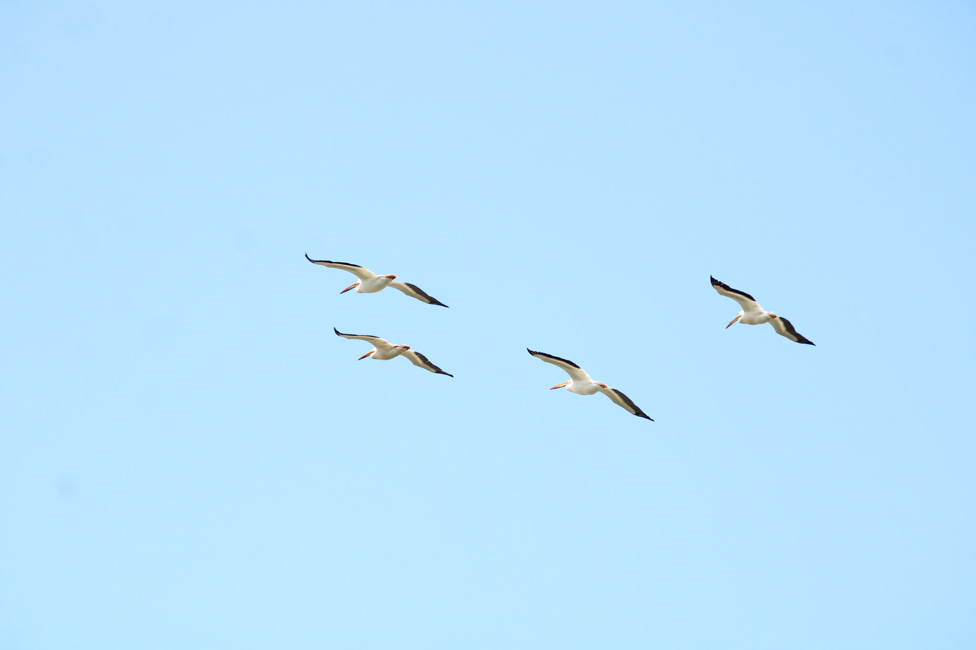 American White Pelican