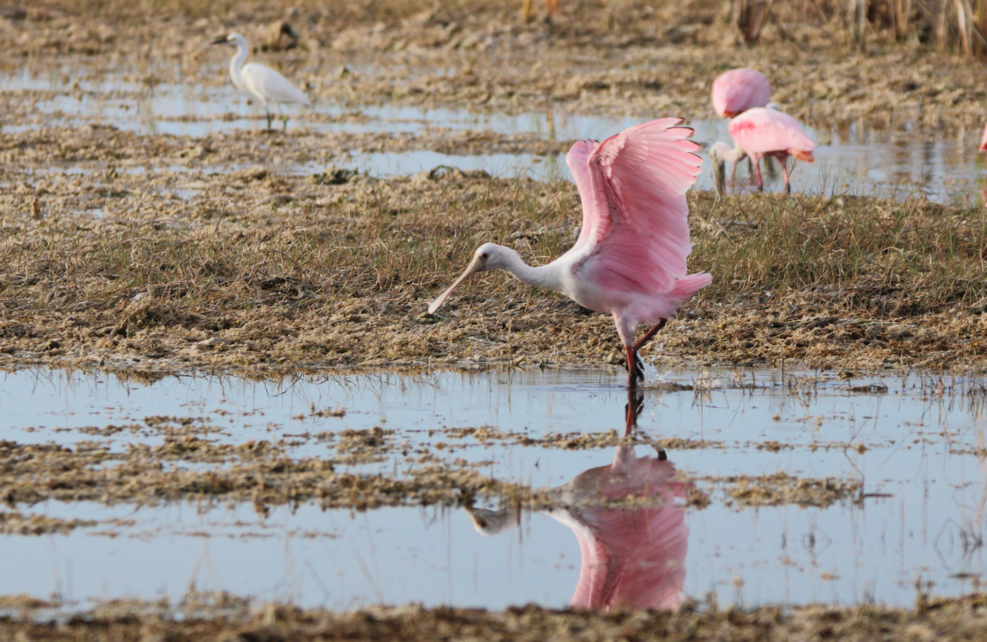 Roseate Spoonbill