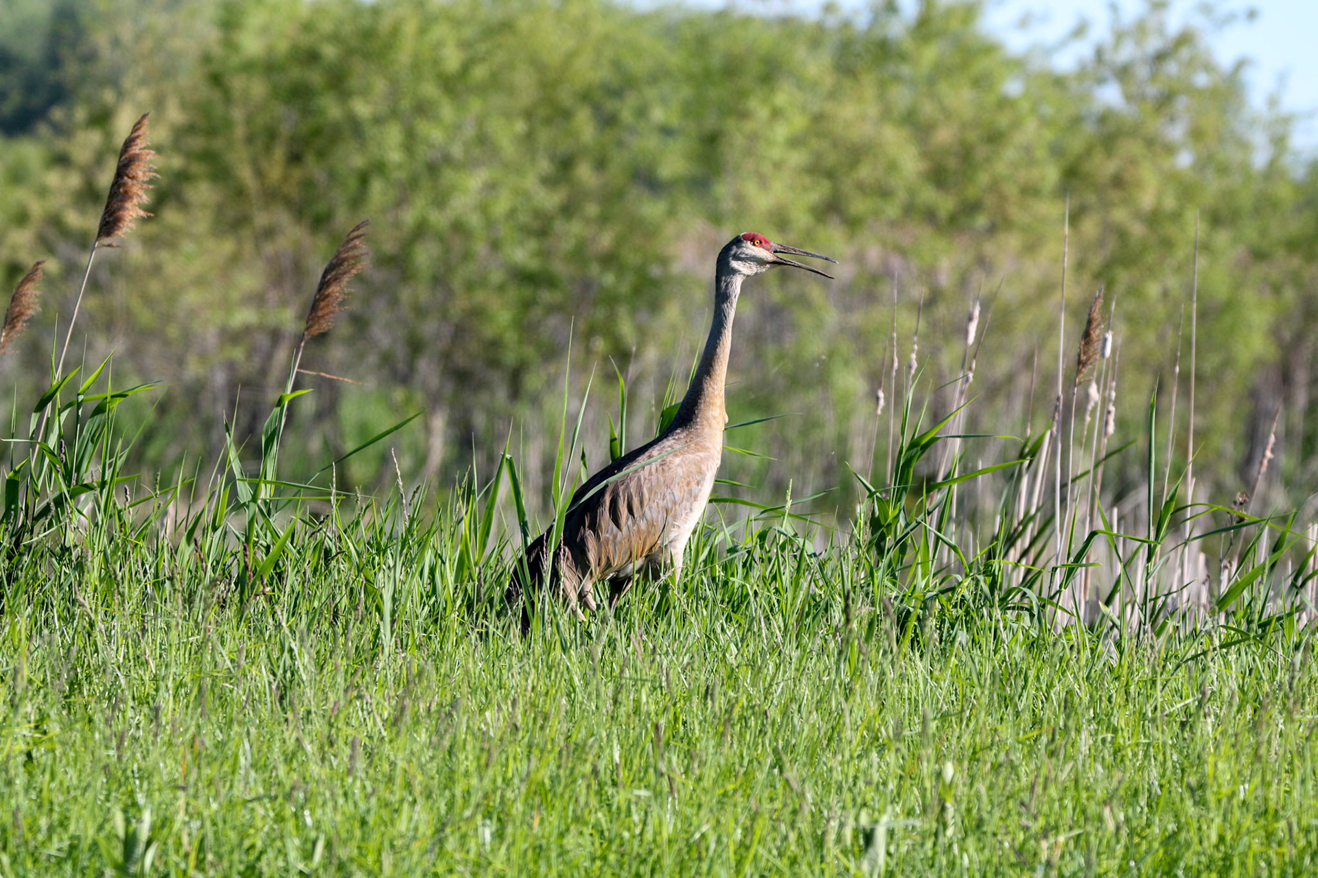 Sandhill Crane