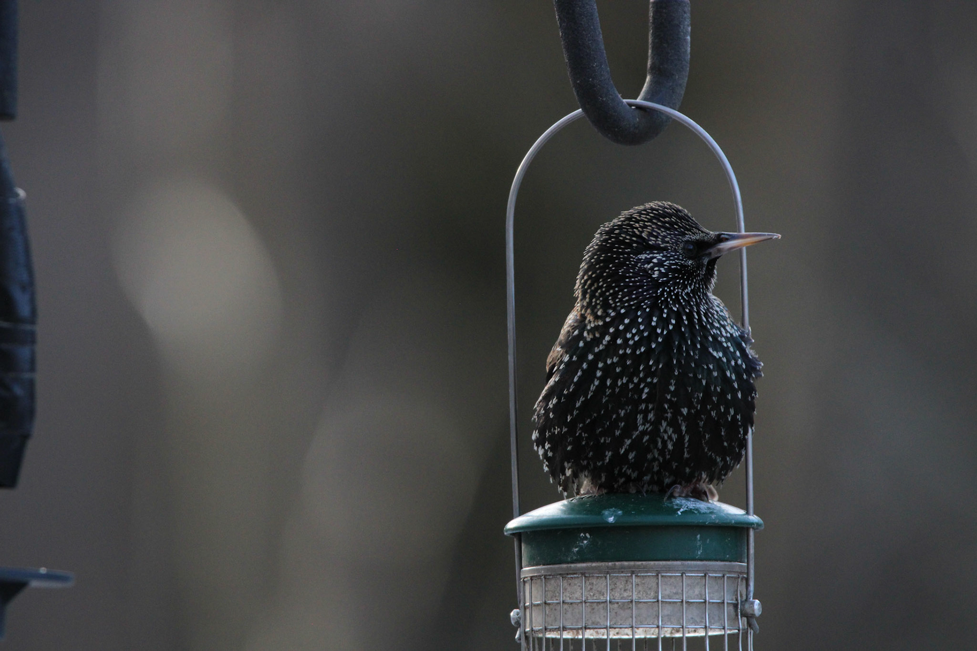 European Starling
