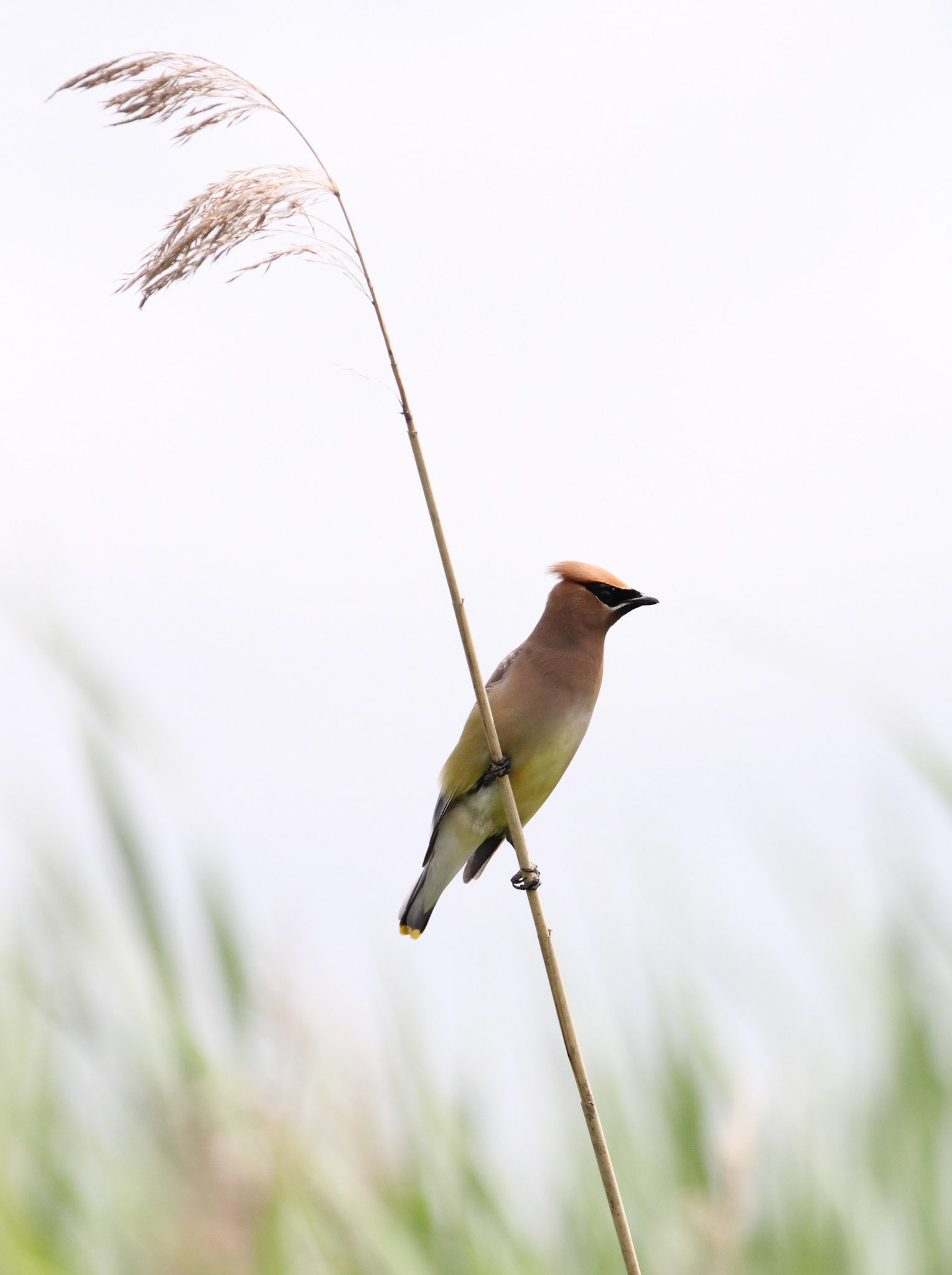 Cedar Waxwing