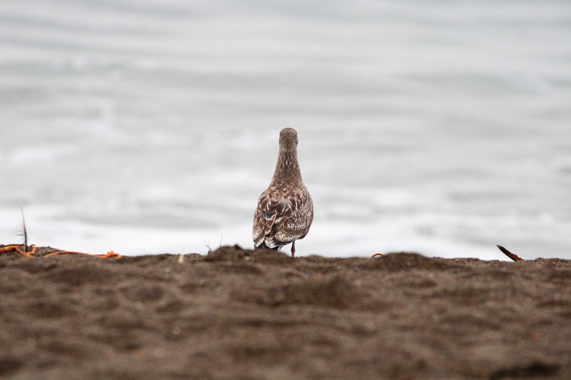 Western Gull - Rodeo Beach