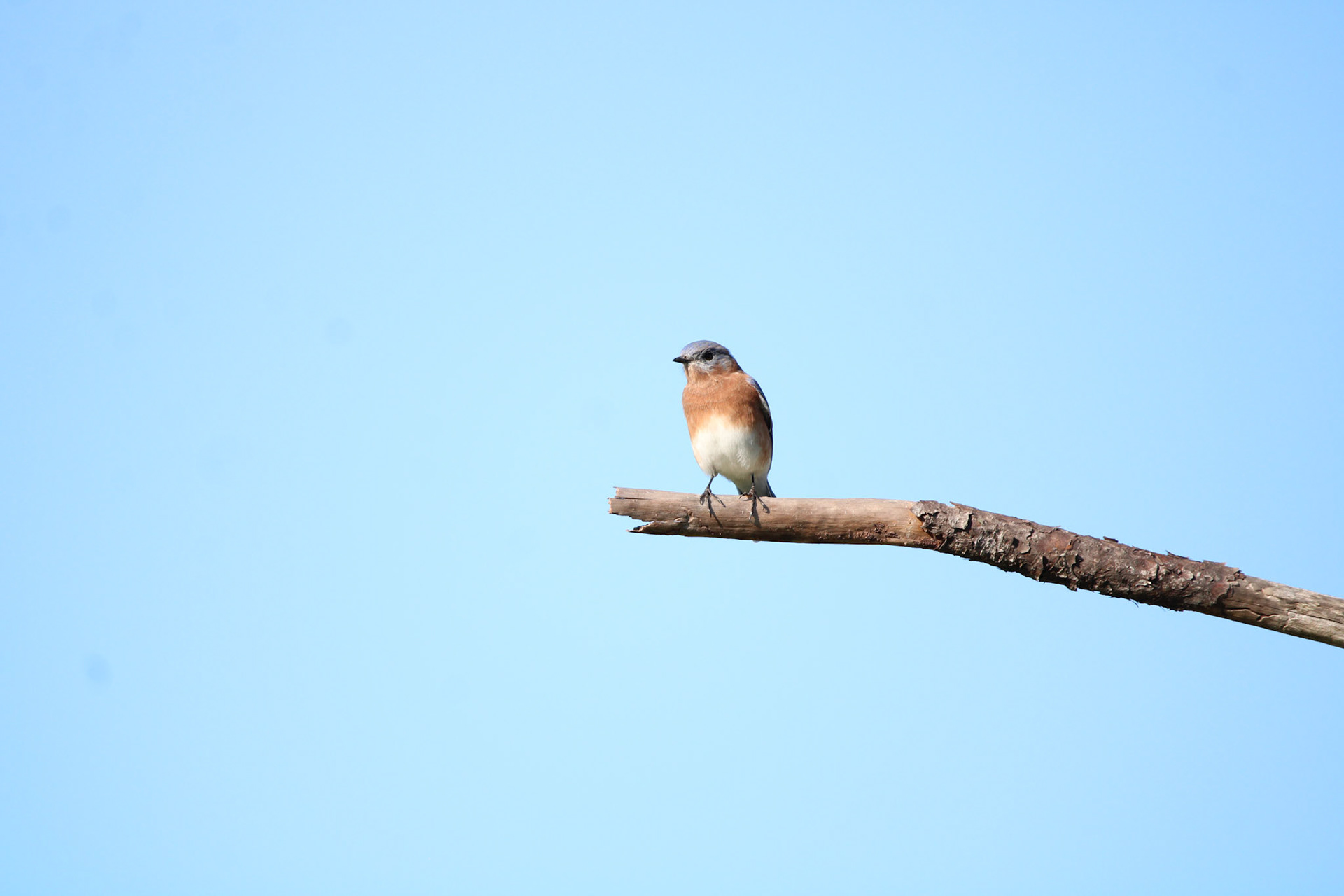 Eastern Bluebird