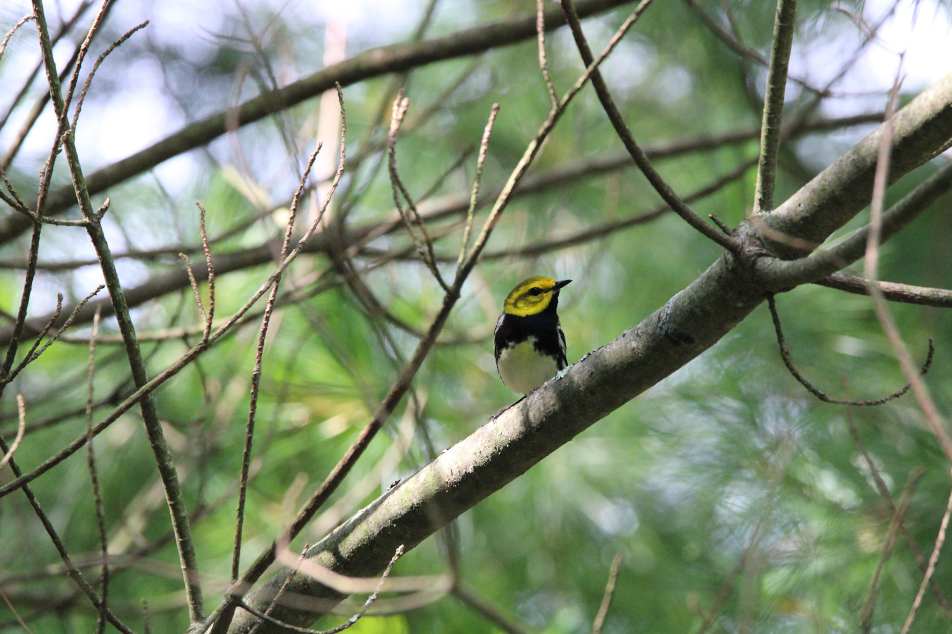 Black-throated Green Warbler