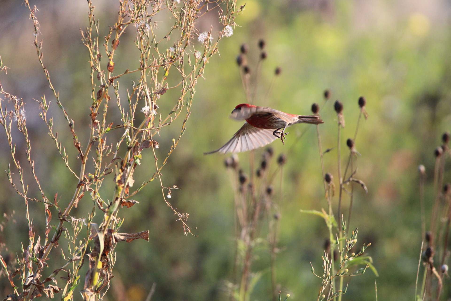 House Finch