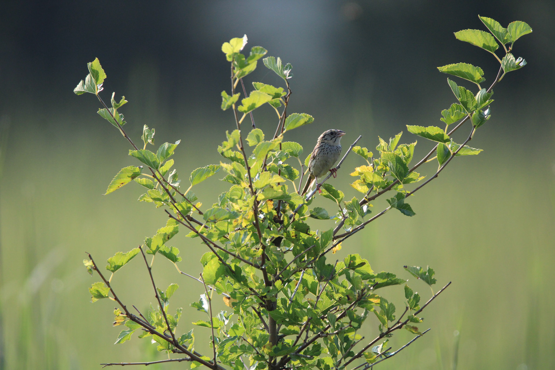 Henslow's Sparrow