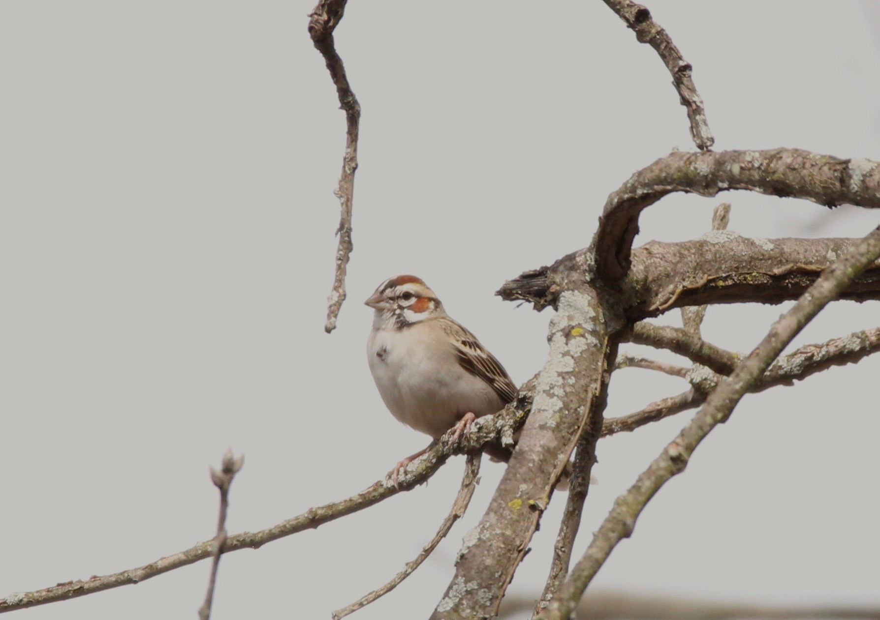 Lark Sparrow