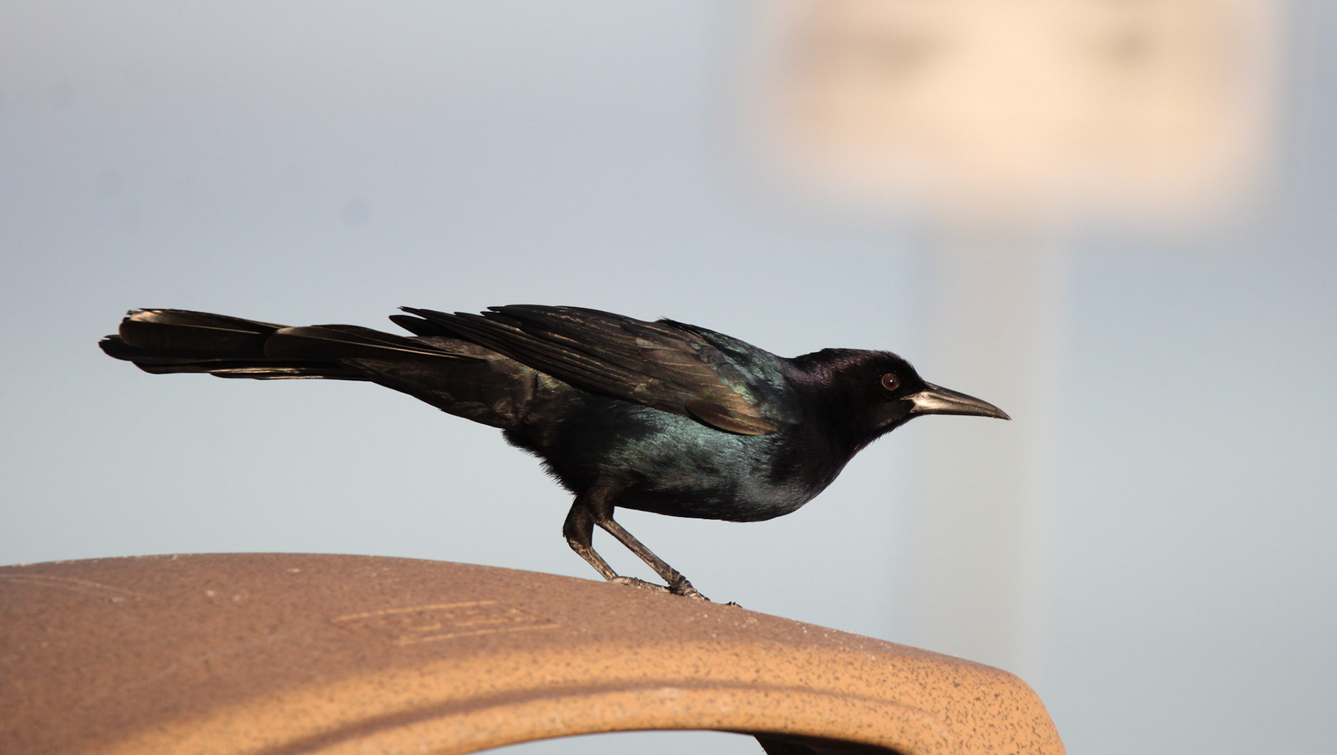 Boat-tailed Grackle