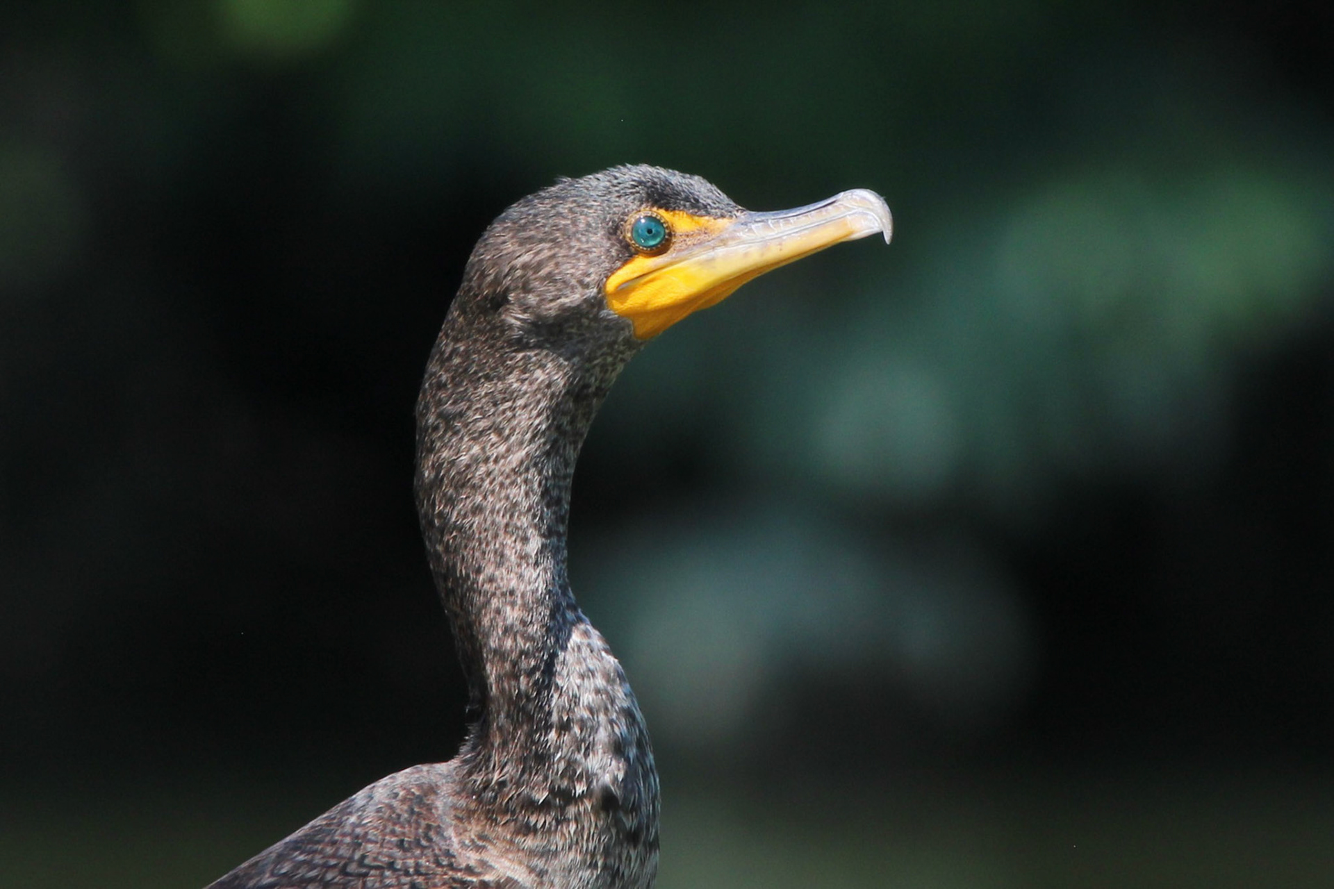Double-crested Cormorant - Sterling State Park