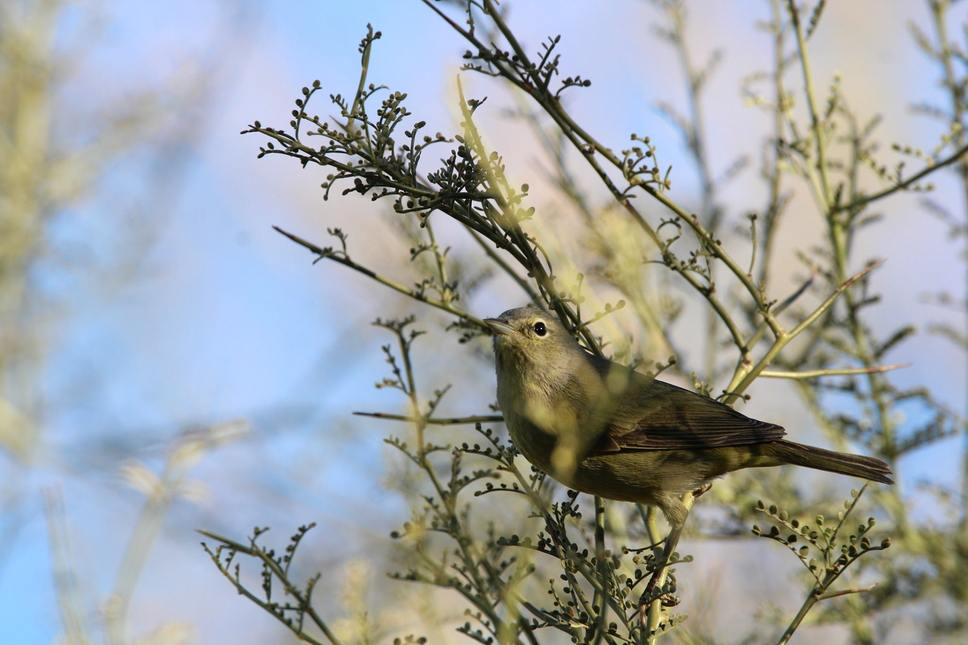 Orange-crowned Warbler