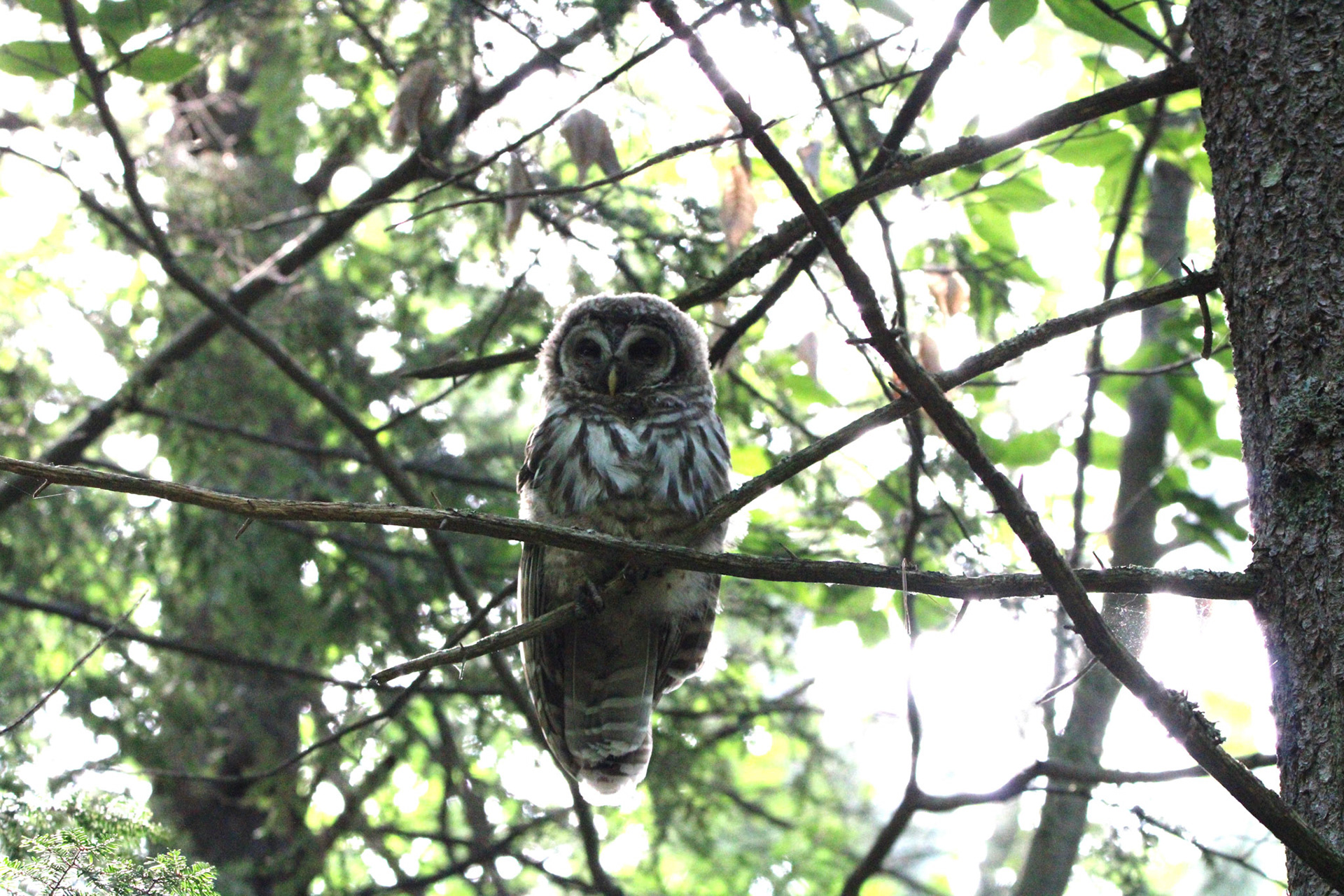 Barred Owl