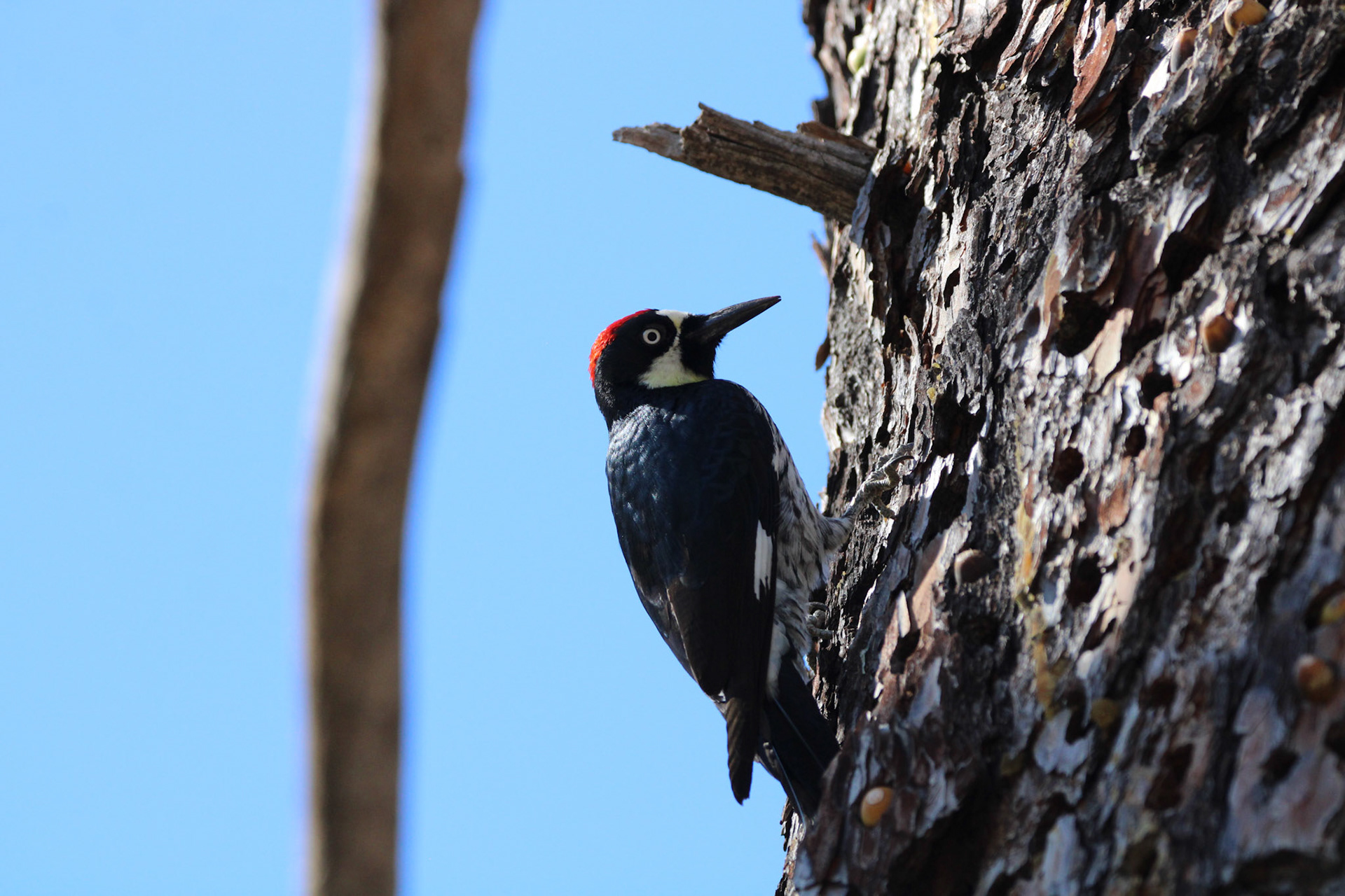 Acorn Woodpecker - Pinnacles National Park