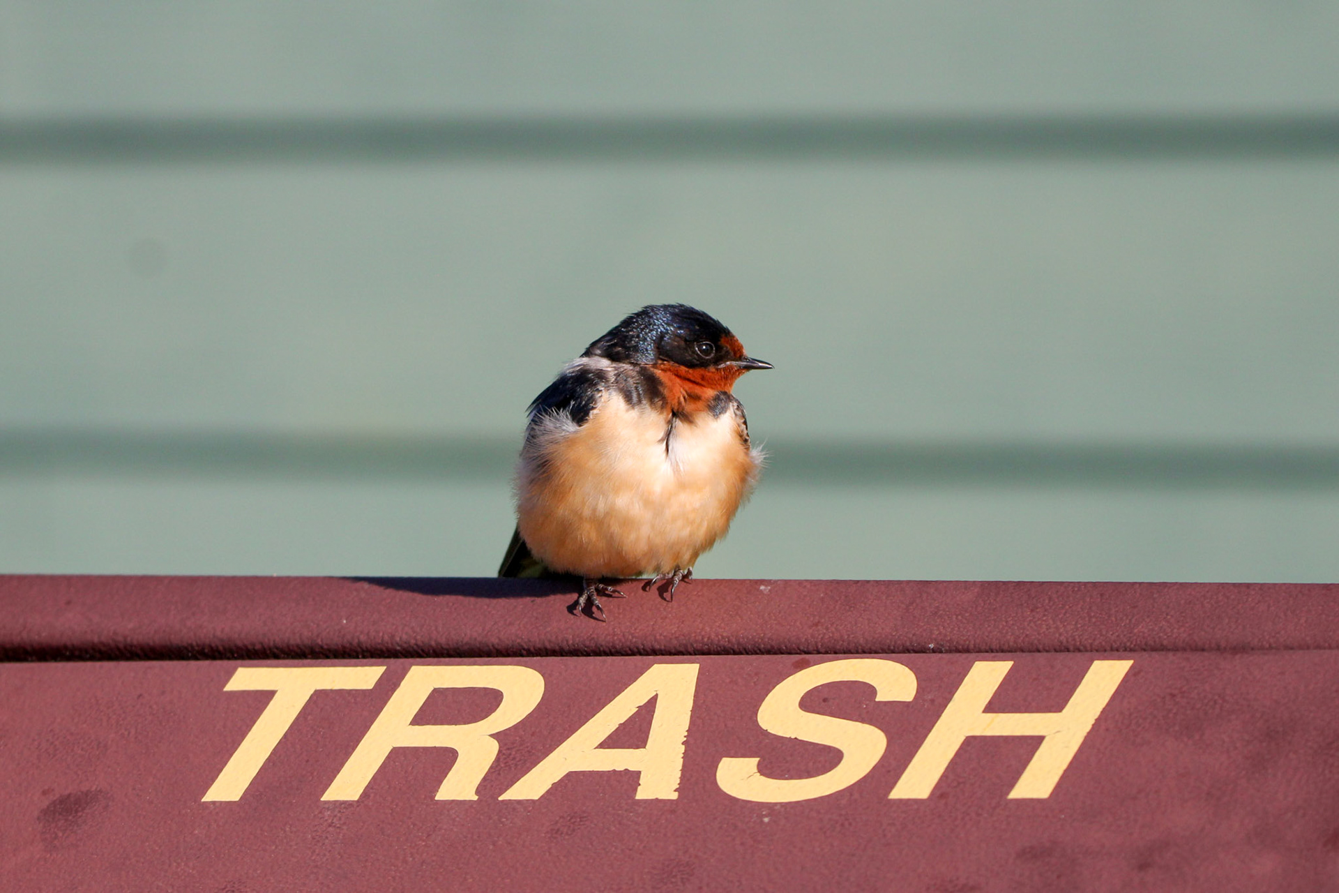 Barn Swallow