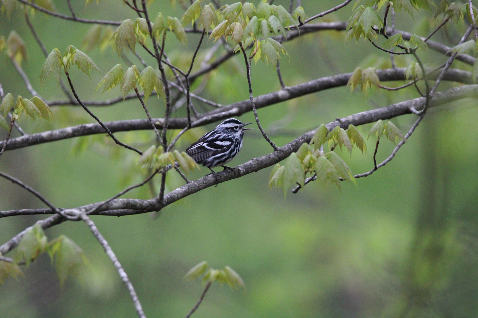Black-and-white Warbler
