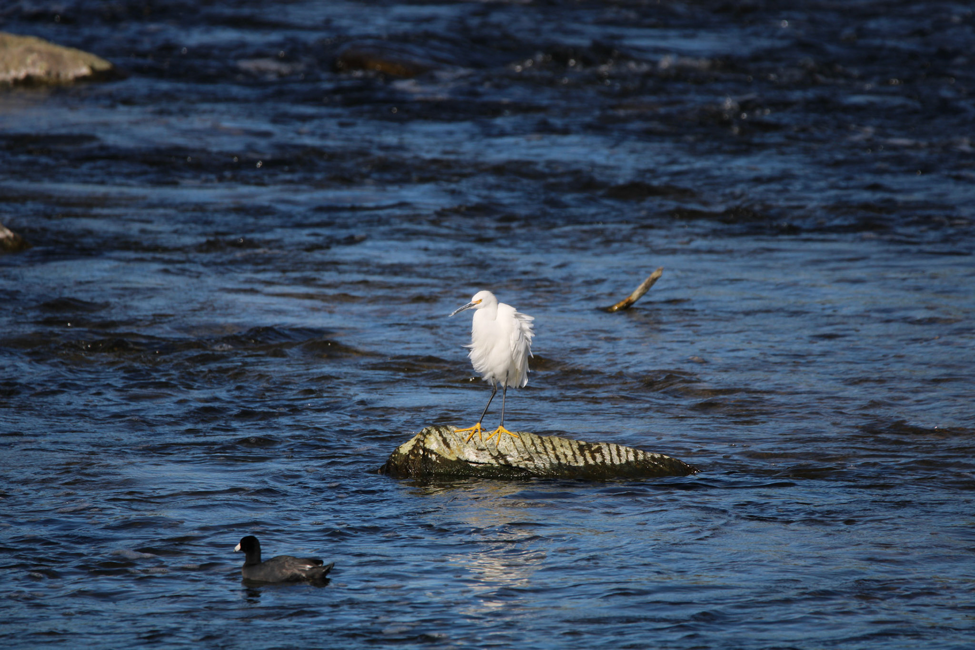 Snowy Egret