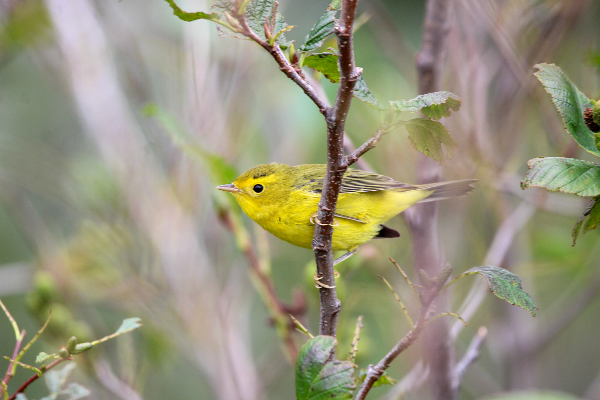 Wilson's Warbler - Grand Marais