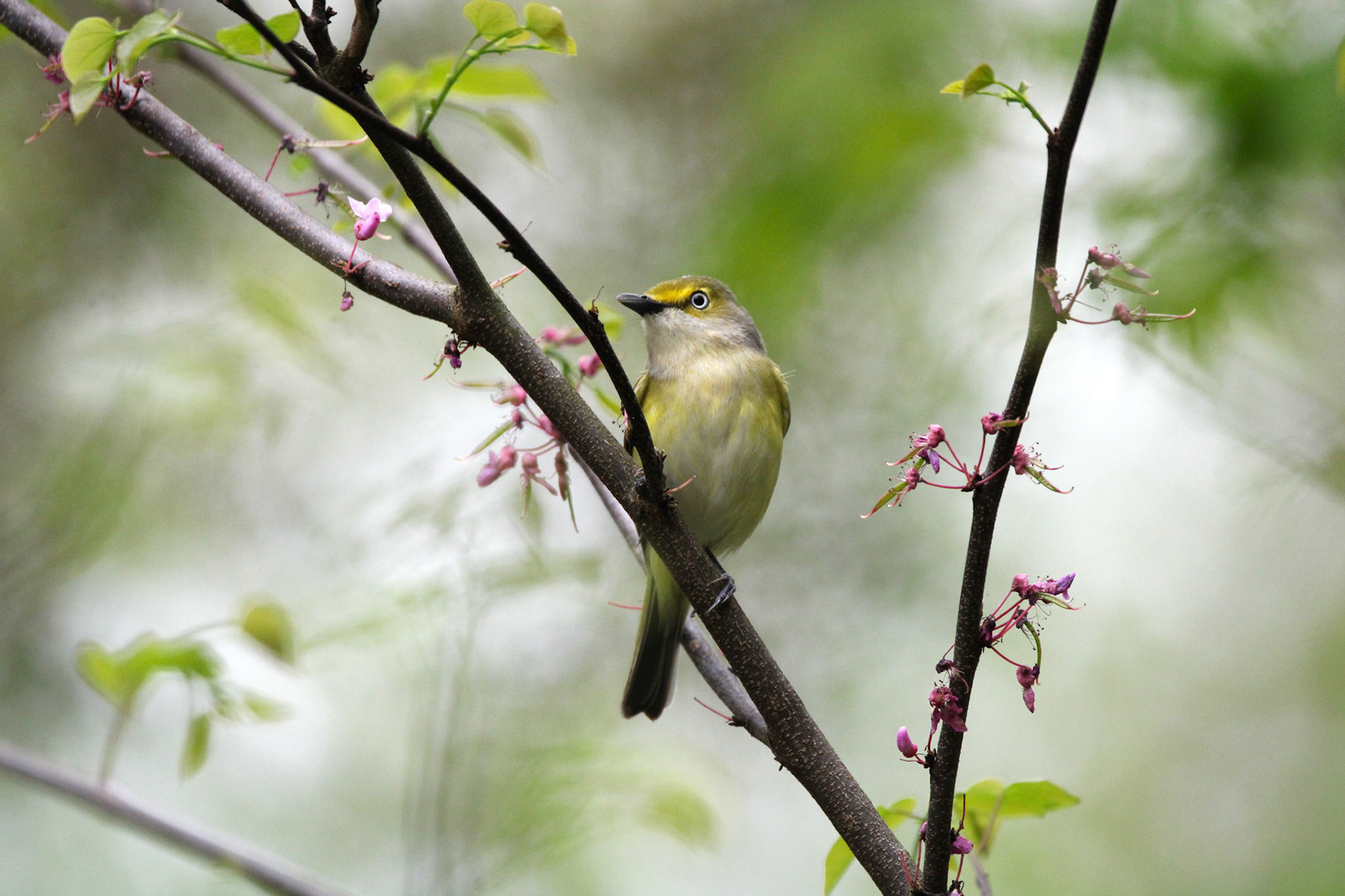 White-eyed Vireo