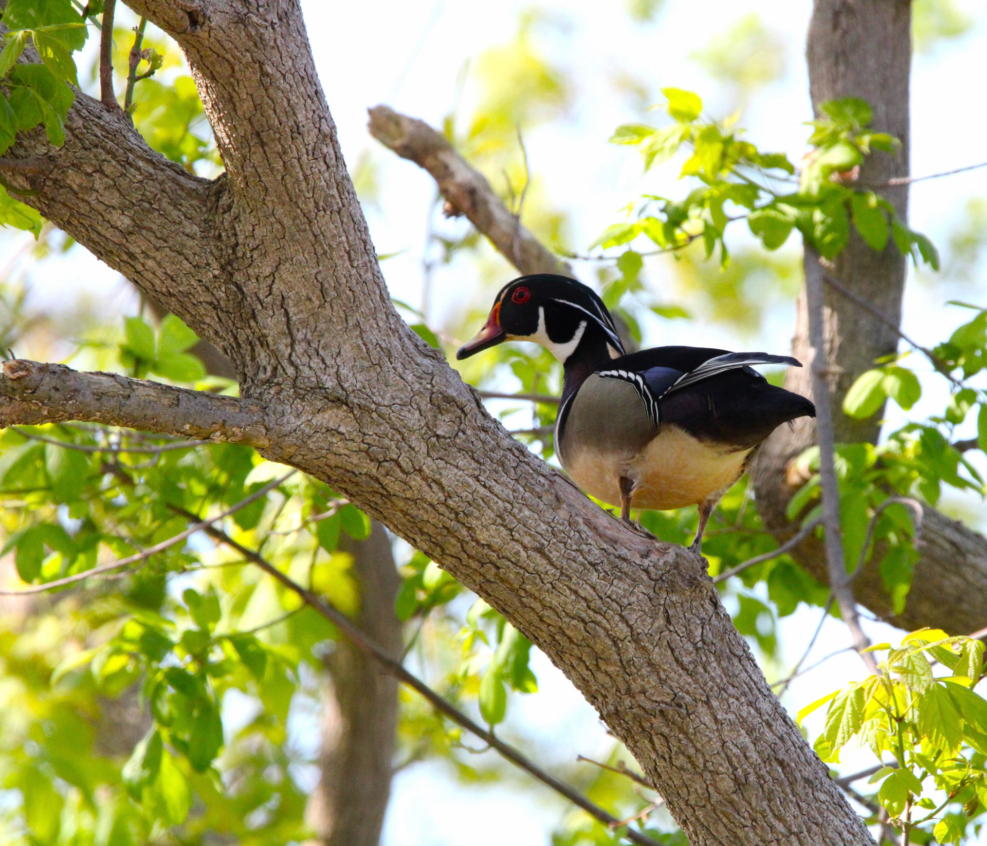 Wood Duck