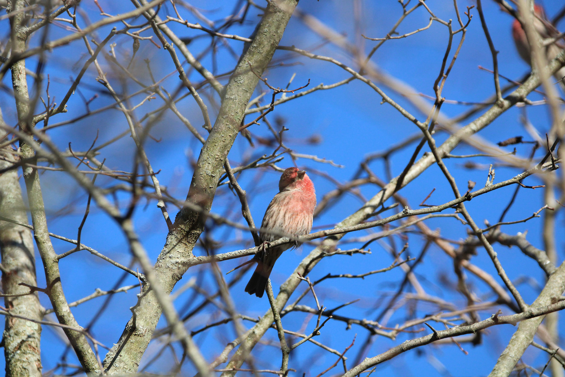 House Finch