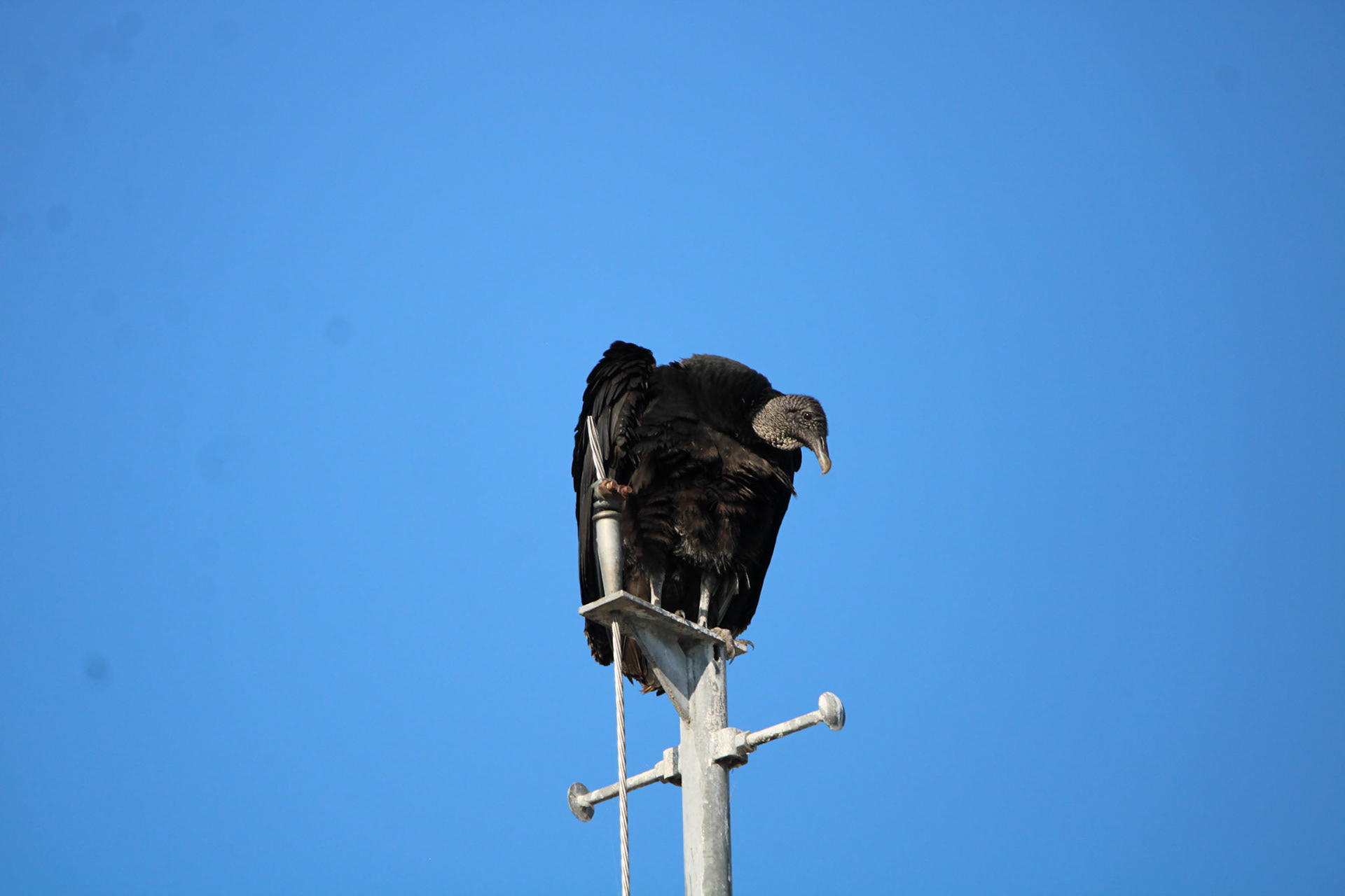 Black Vulture - Holey Land Wildlife Management Area