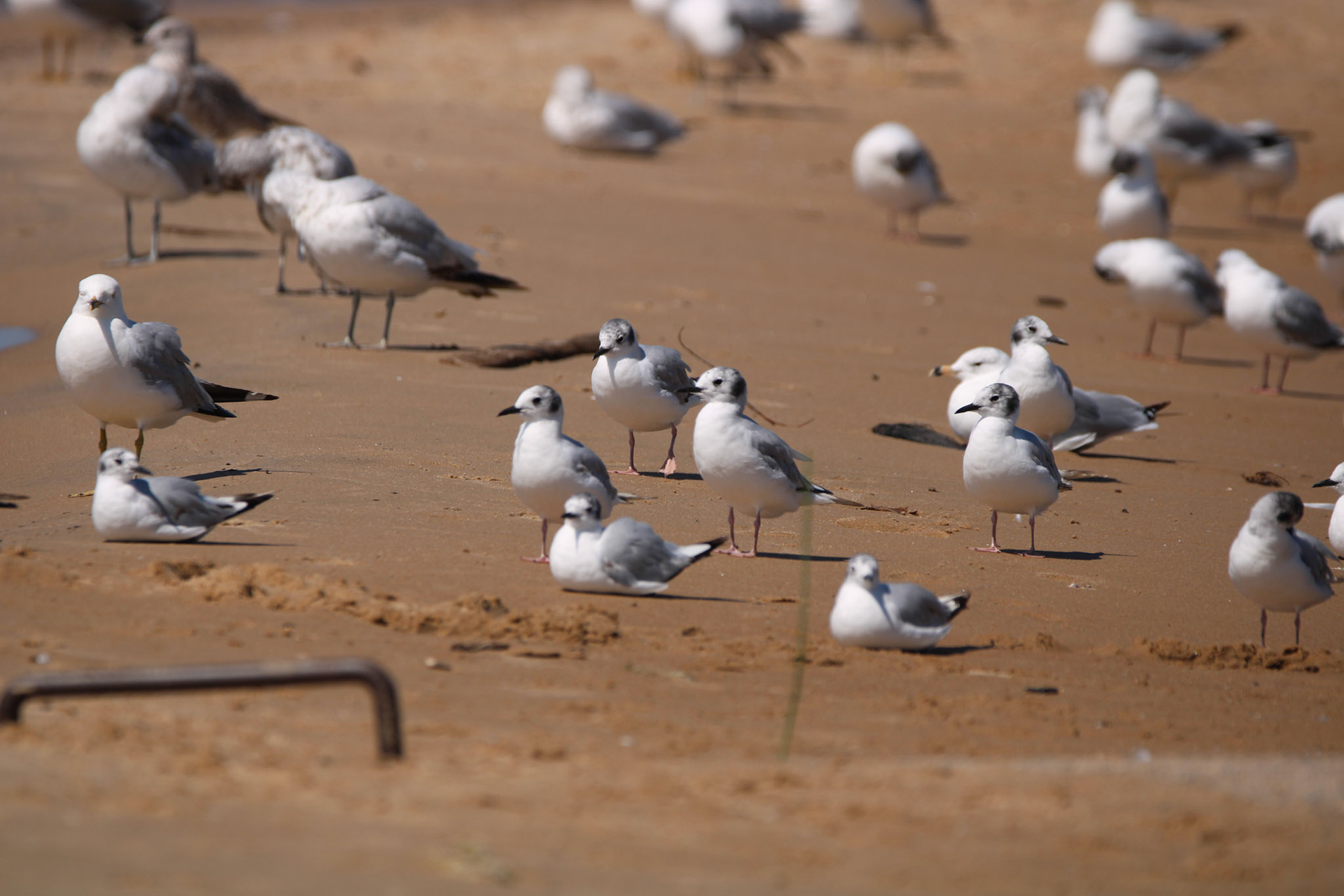 Boneparte's Gull