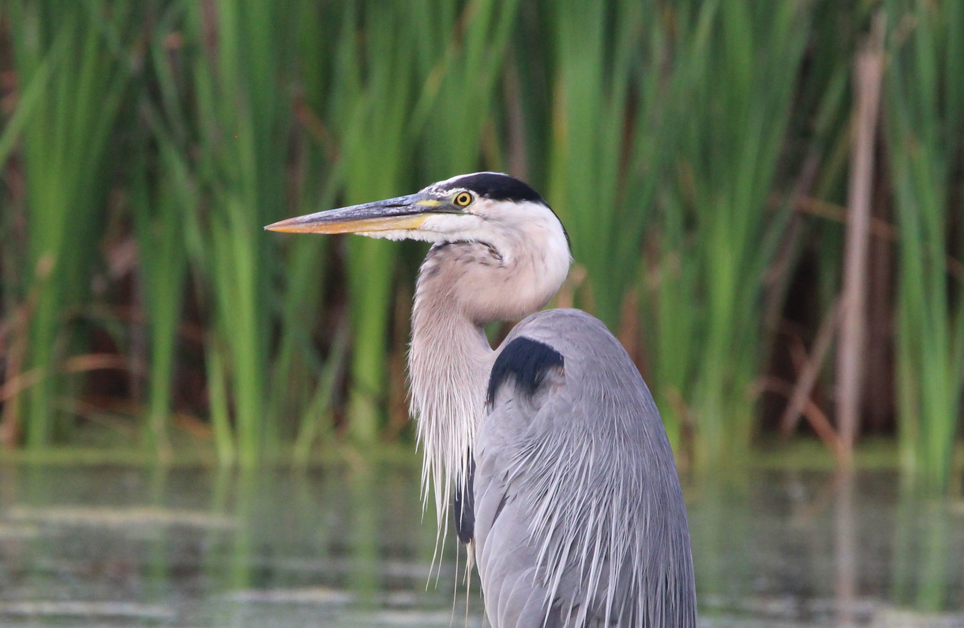 Great Blue Heron