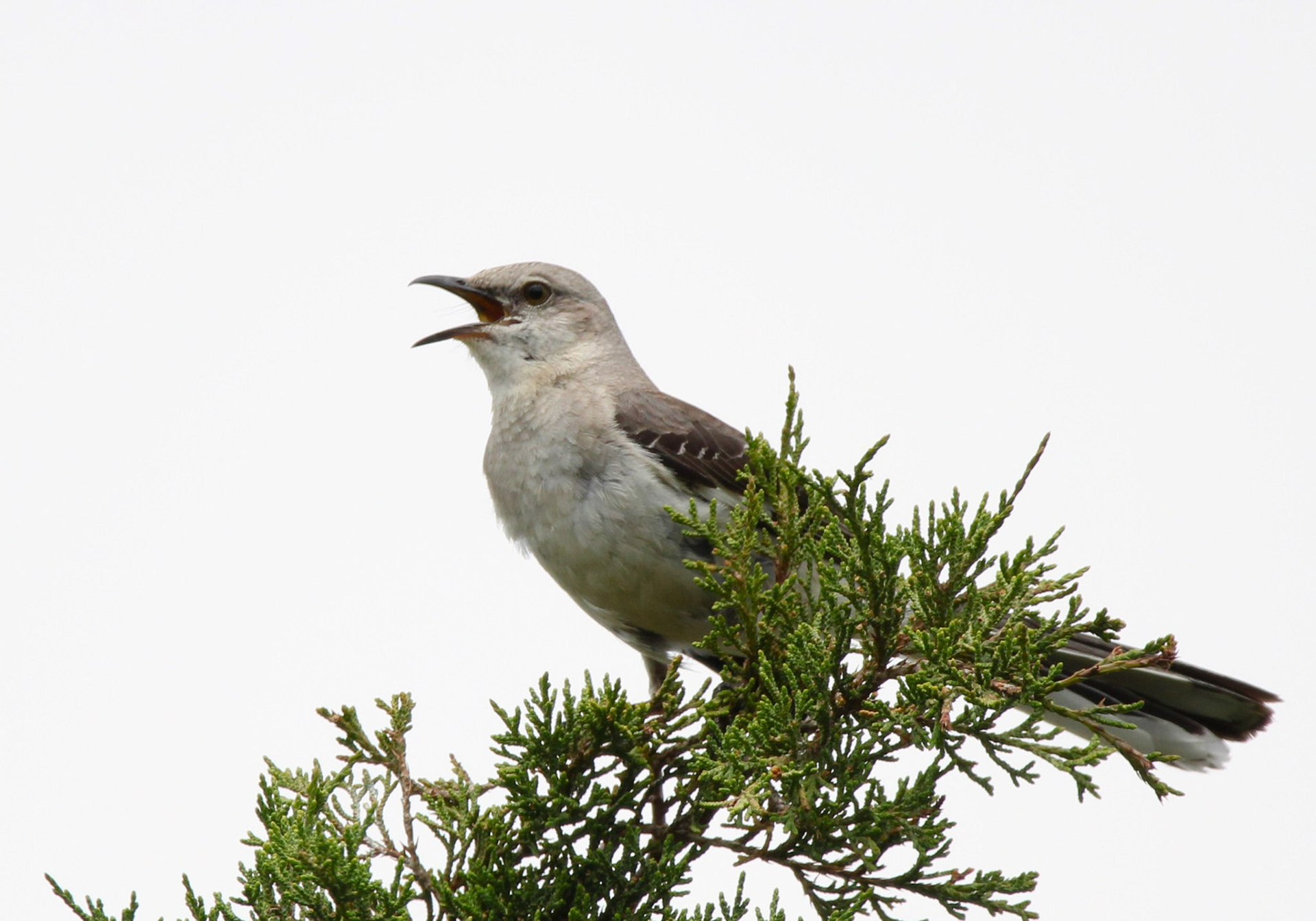 Northern Mockingbird