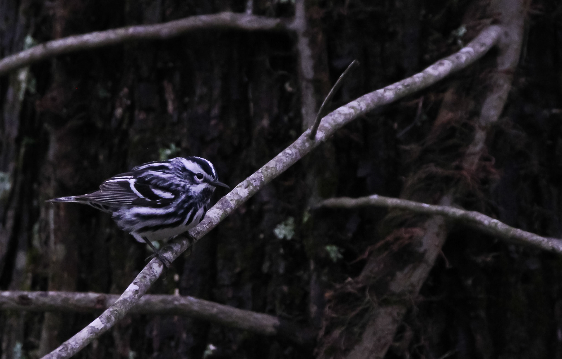 Black-and-white Warbler