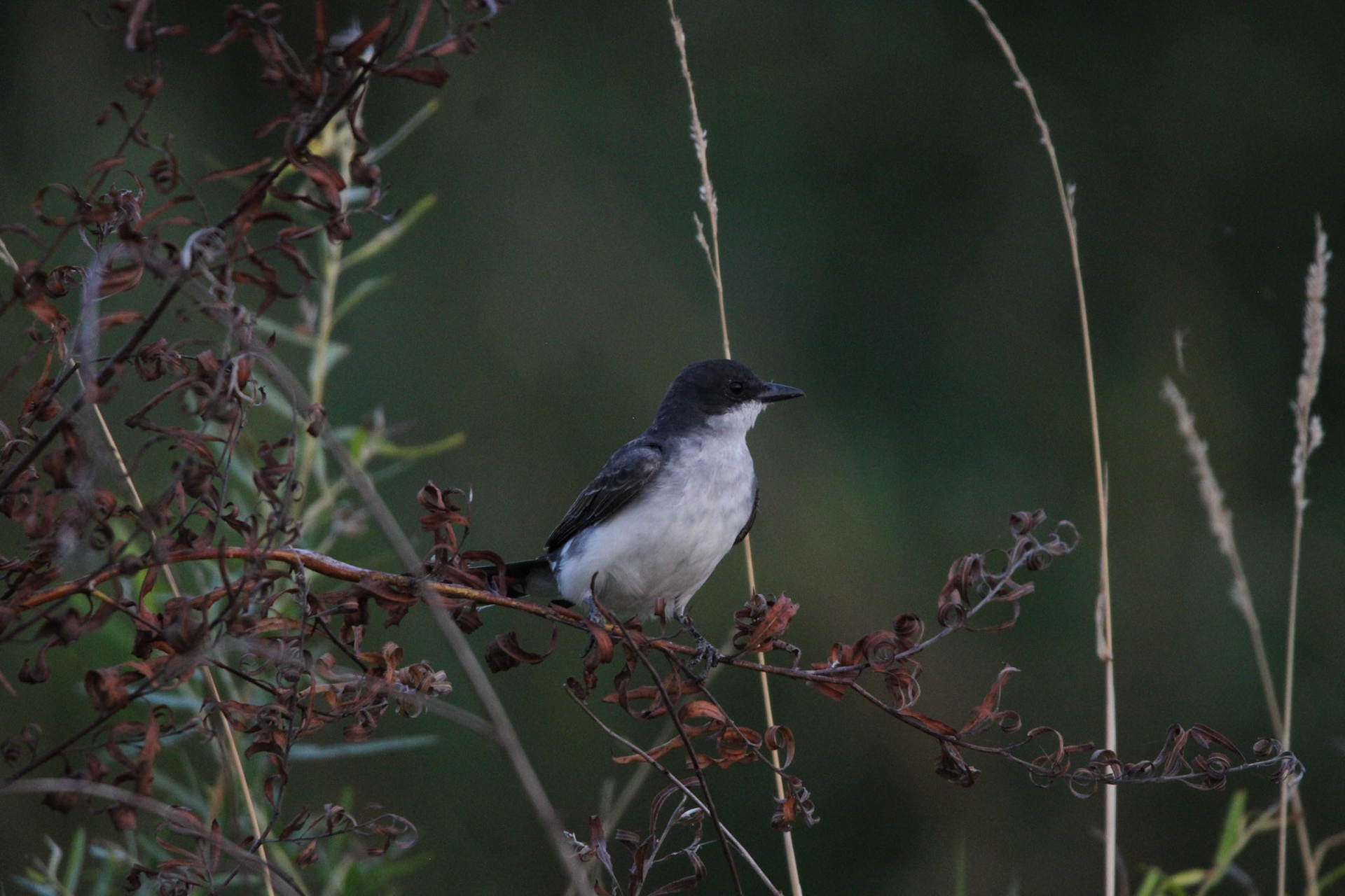Eastern Kingbird